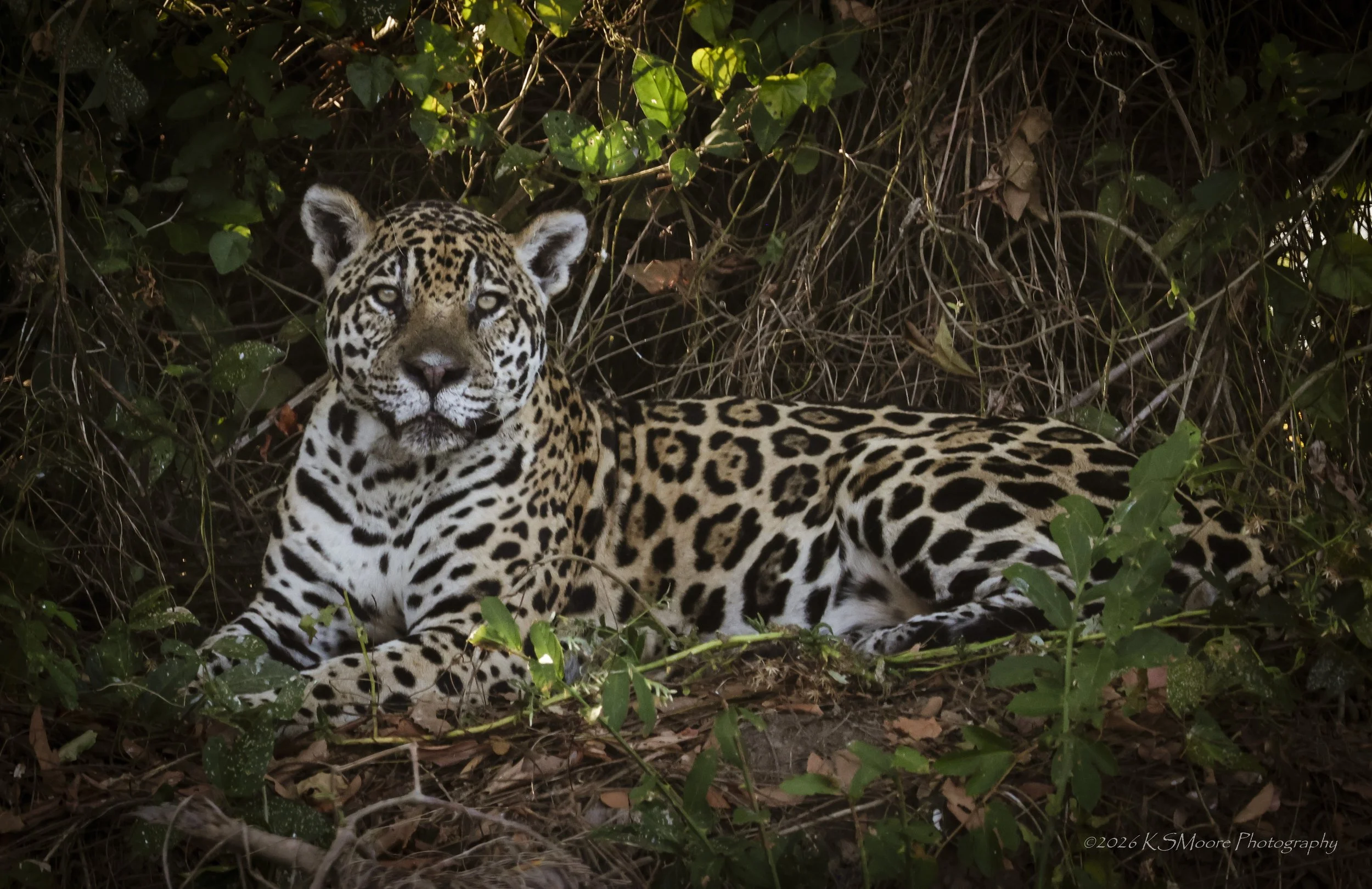 A jaguar resting among dense green foliage and vines in the wild in the Pantanal of Brazil.