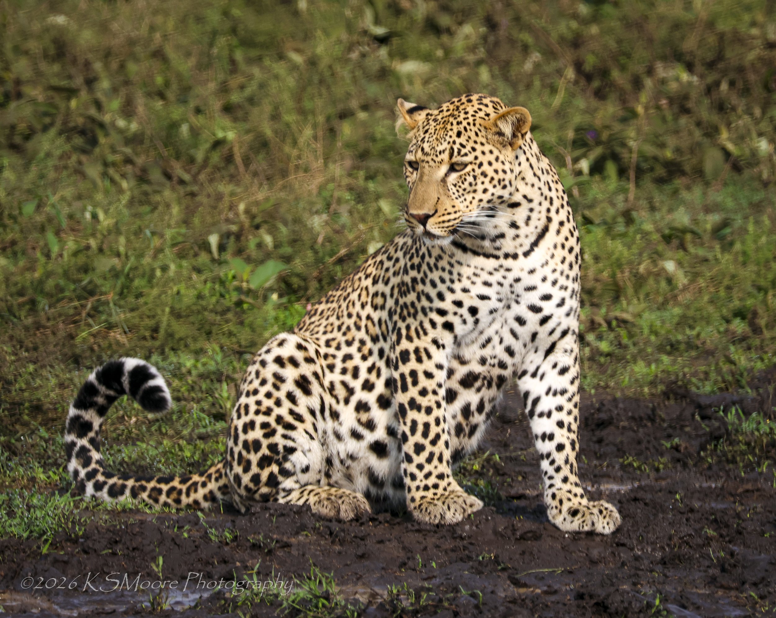 Male leopard pausing for water in Tanzaznia