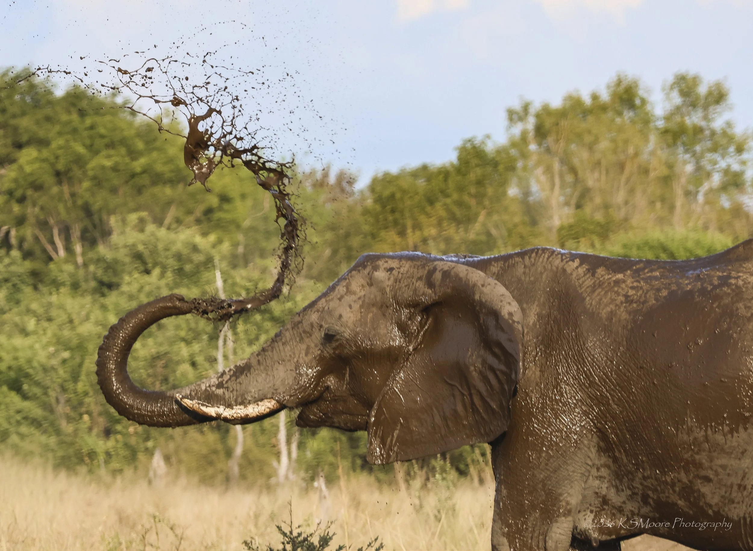 Mother elephant's mud bath spray in Zimbabwe