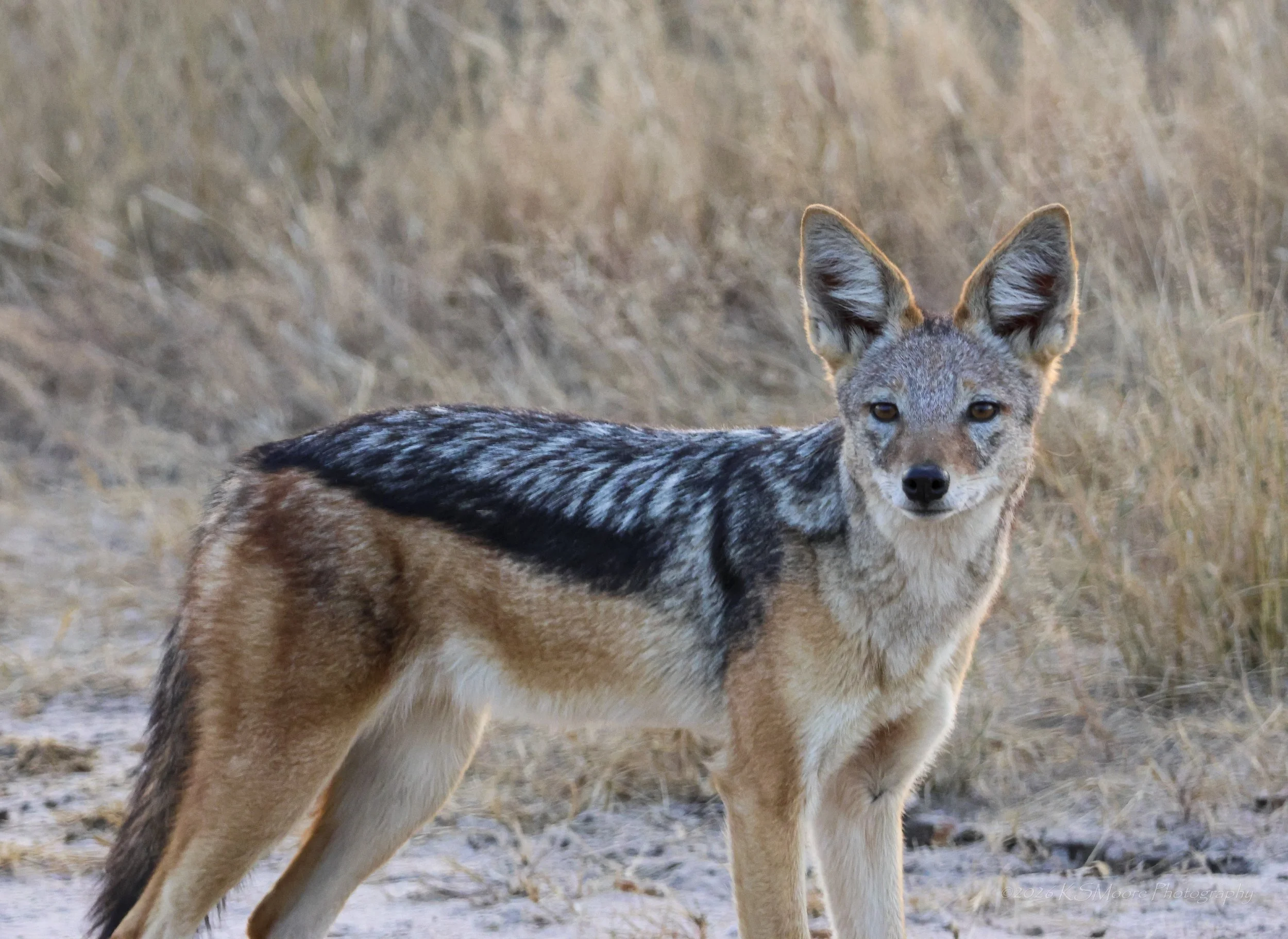Beautiful black-backed jackal in the evening light of Zimbabwe