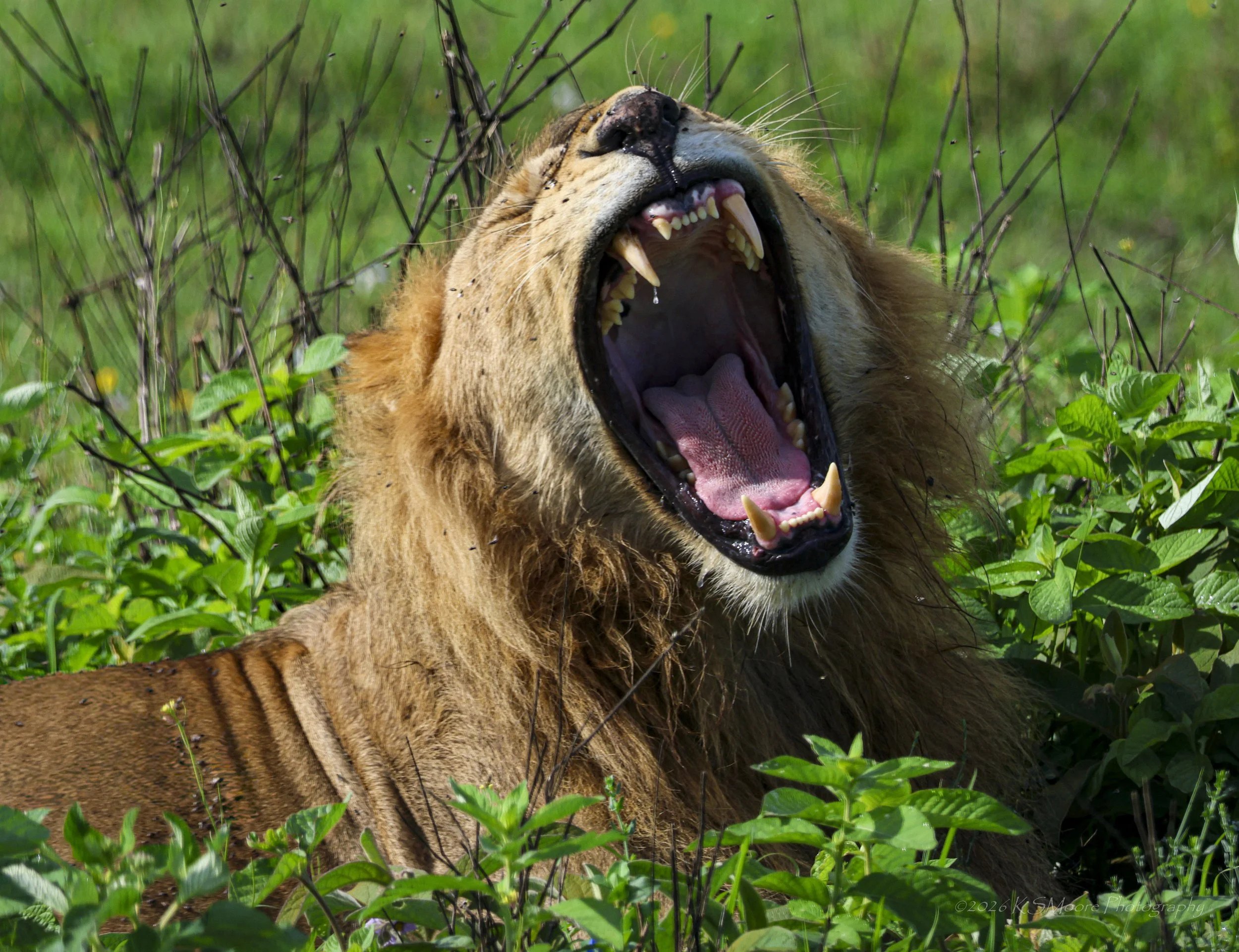 A lion's full yawn amongst the green season foliage