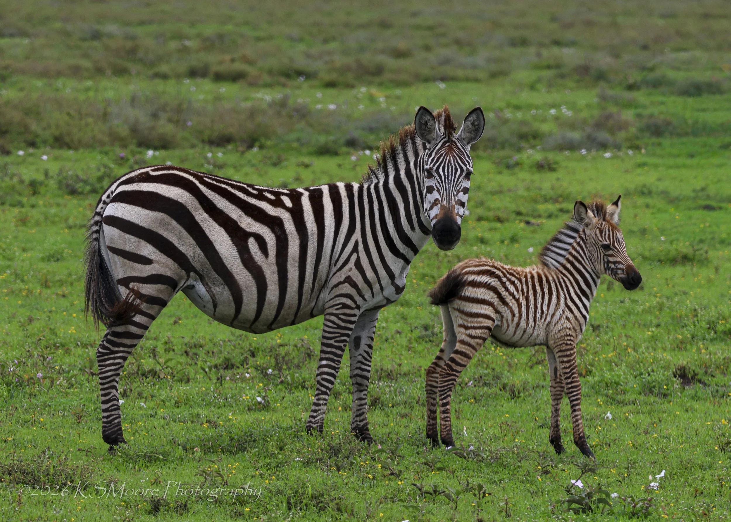 Curious mother and foal zebra against the bright green season of Tanzania