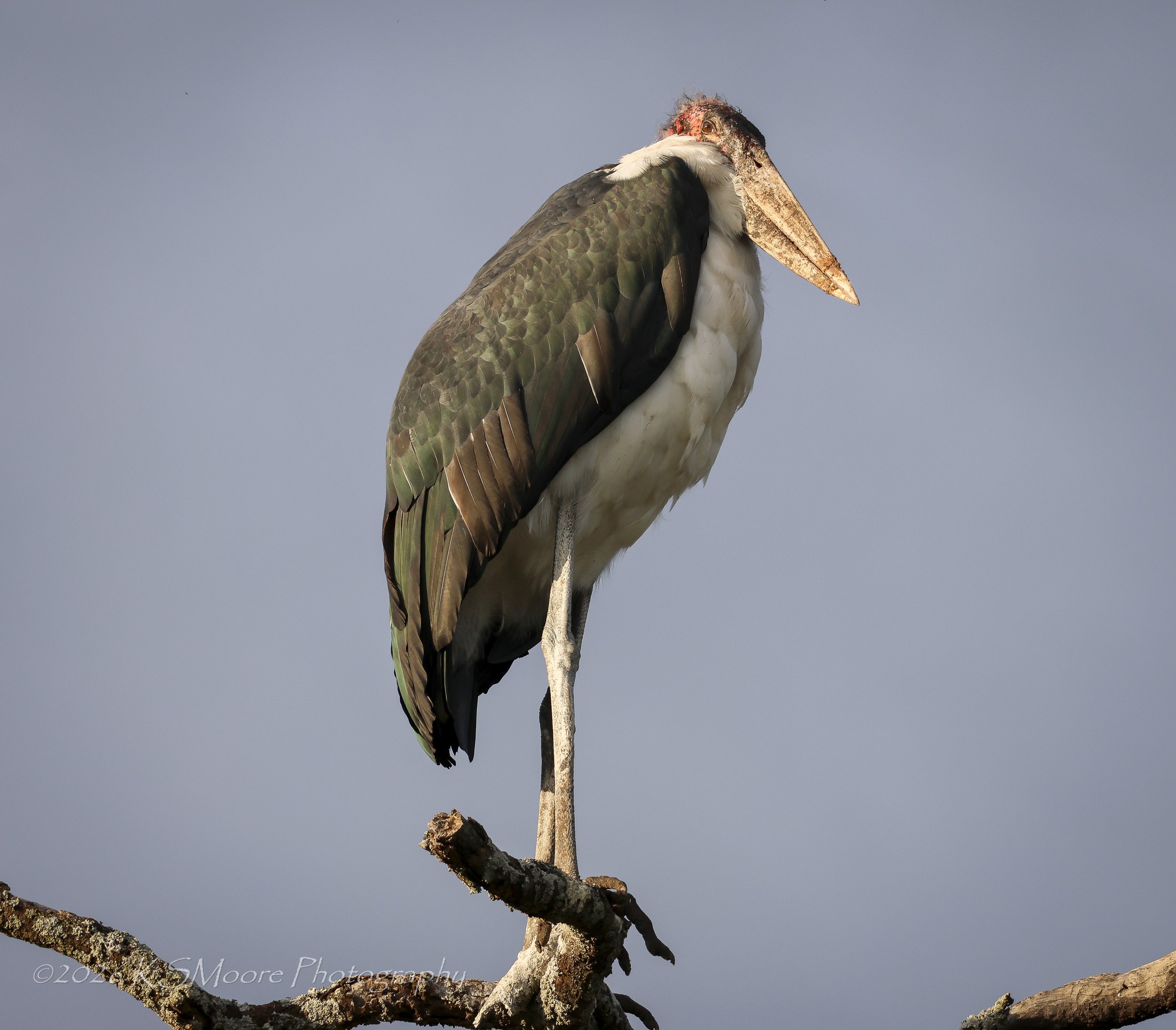 Solitary marabou stork peering down 