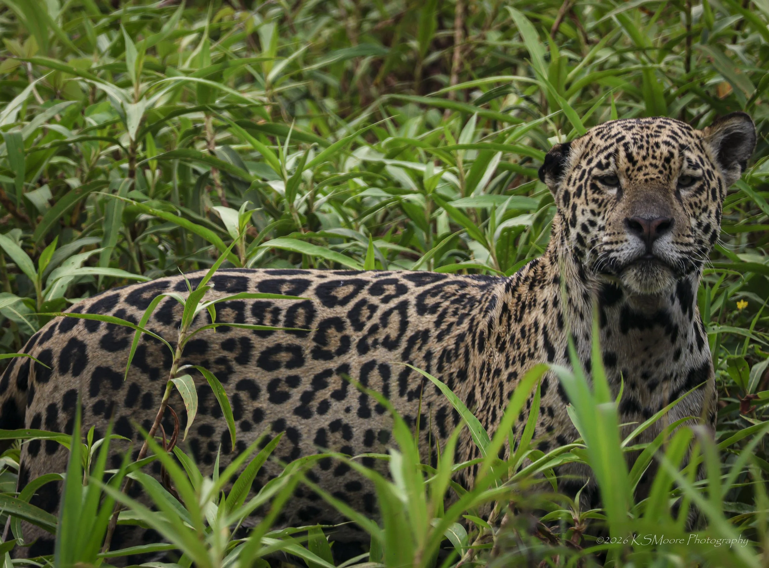 Close-up of a jaguar resting among tall green grasses and plants in a lush natural habitat of the Pantanal.