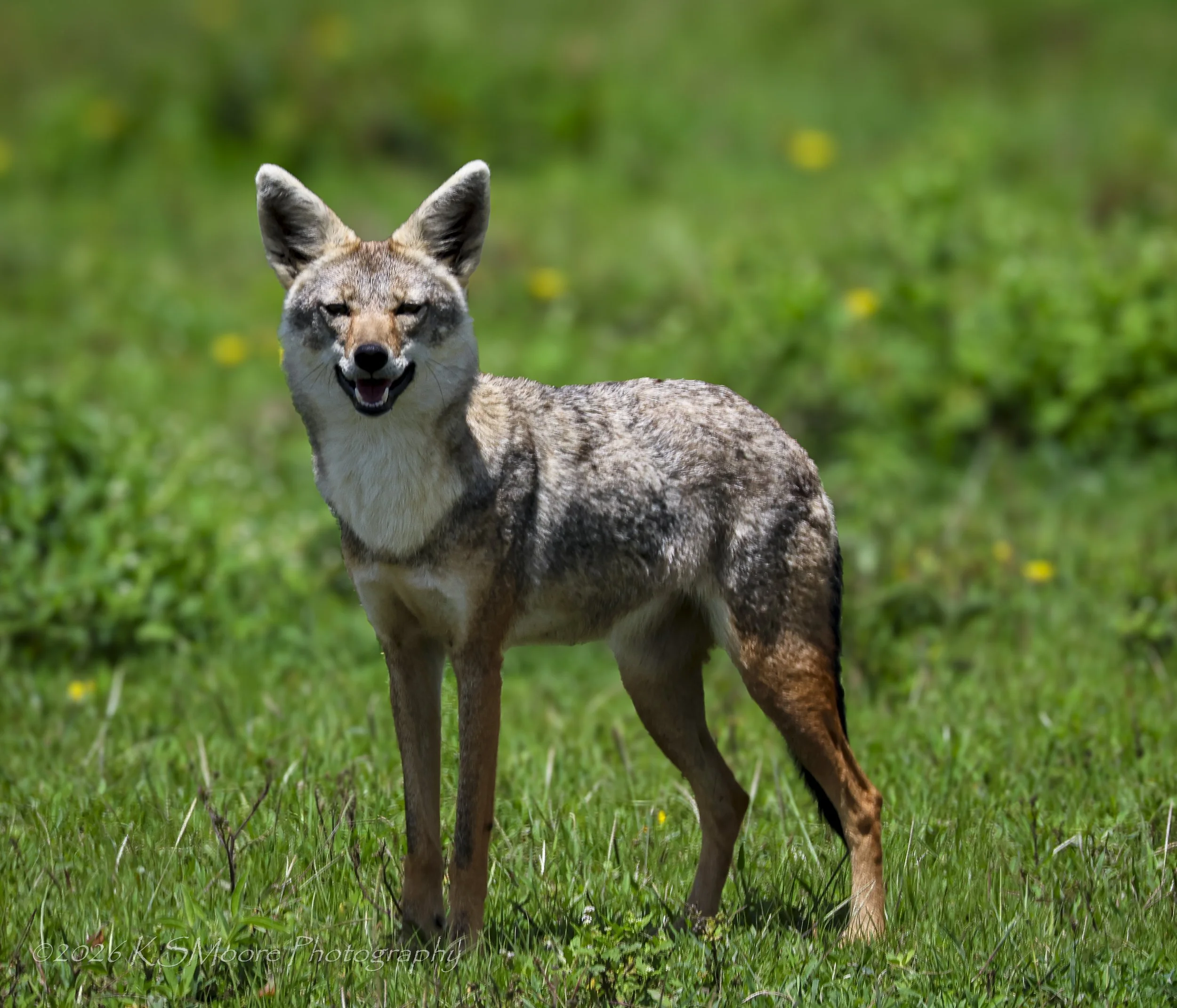 Silver jackal pausing in beautiful and rare full sunlight during the green season