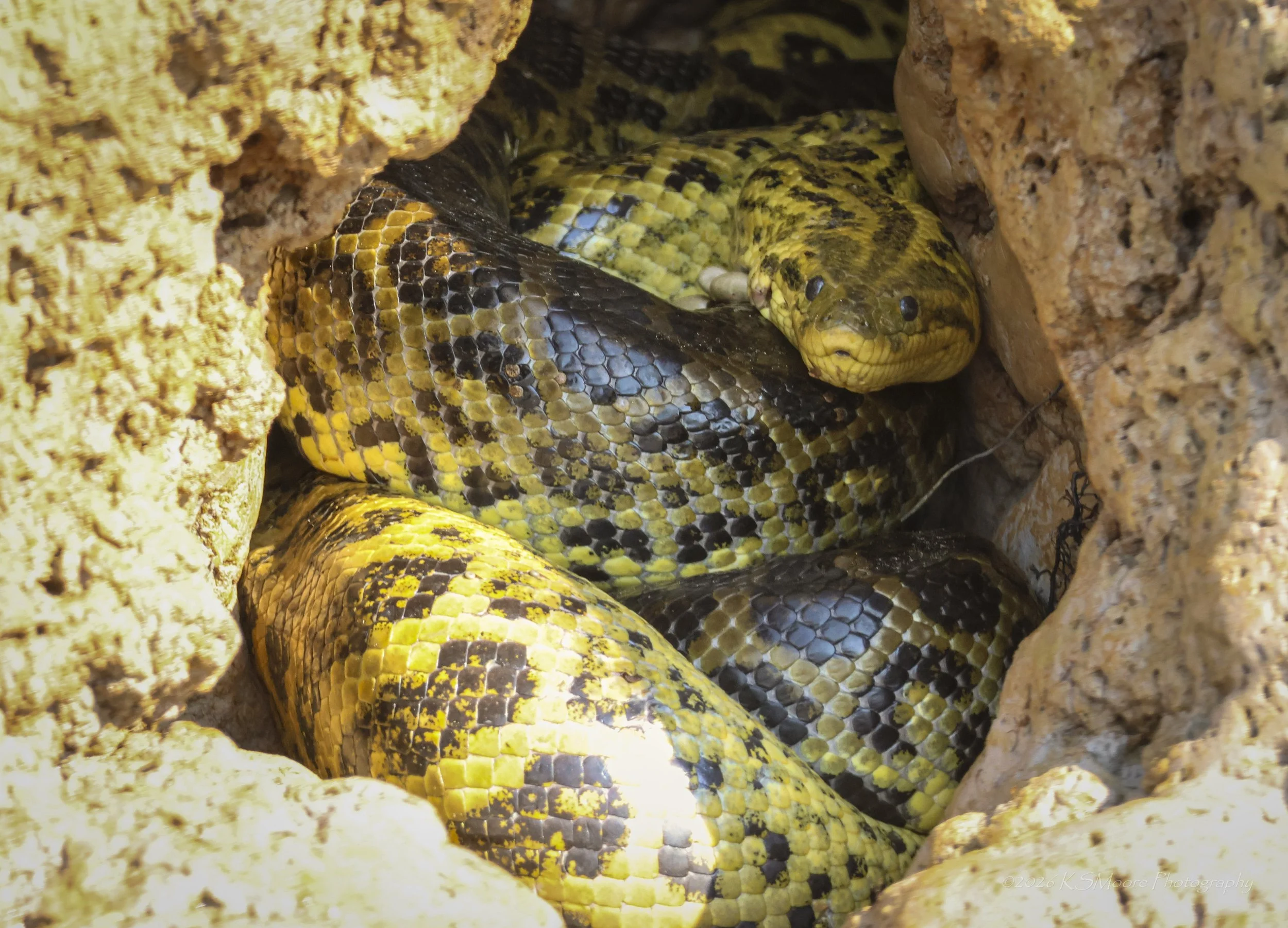 Yellow anaconda peering out of its riverbank den