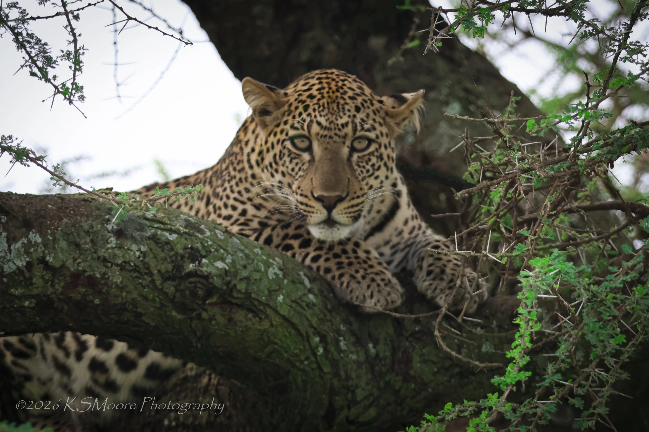 Male leopard resting in an acacia tree in Tanzania