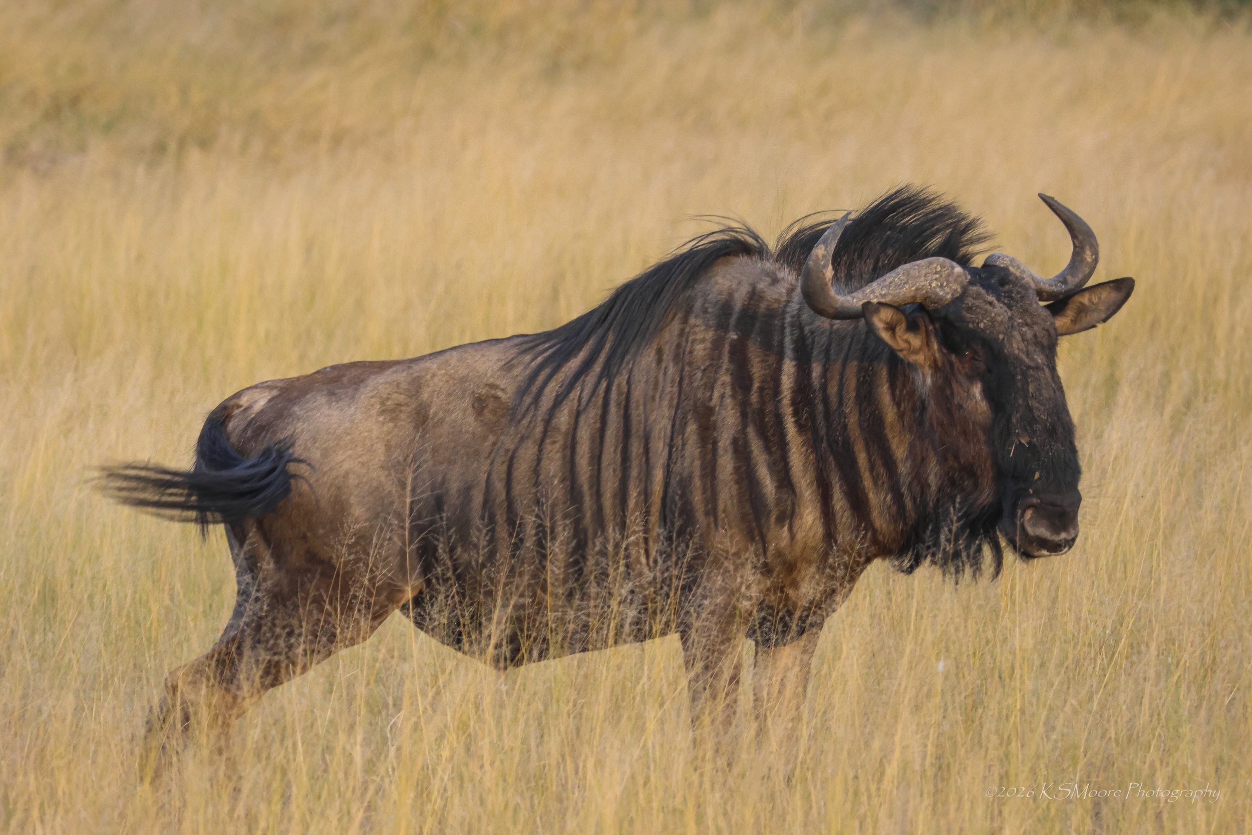 The golden glow reveals the stripes of a wildebeest while standing in long grasses of Zimbabwe