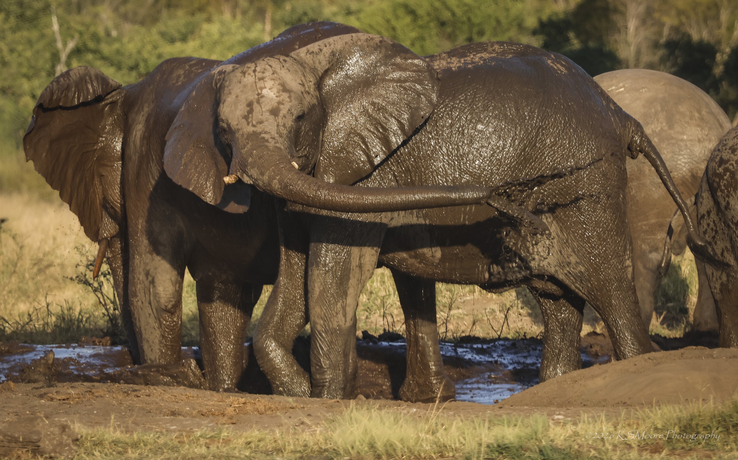An elephant family herd mud bath in the golden glow on Zimbabwe