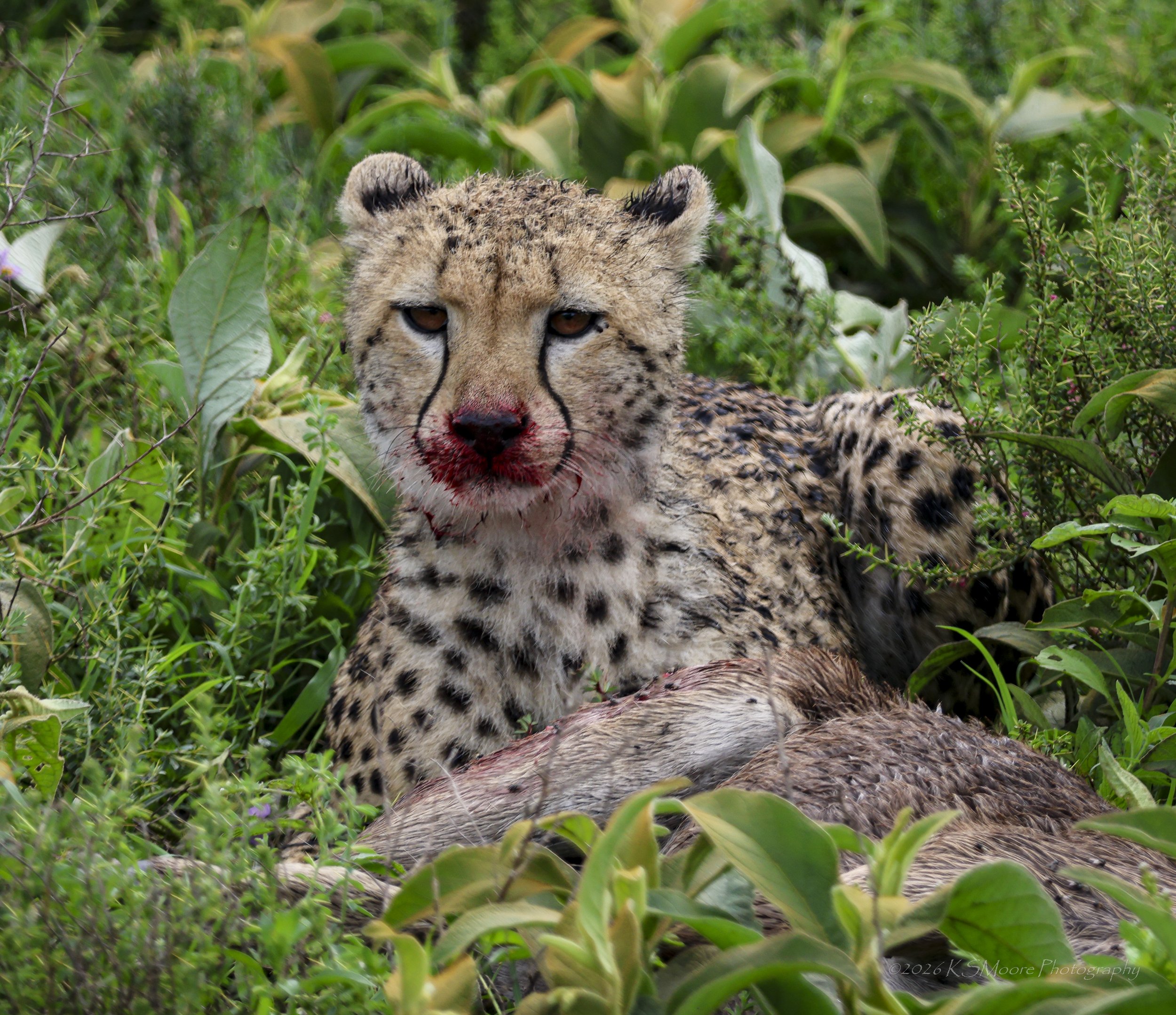 A young male cheetah with his kill in the green season foliage