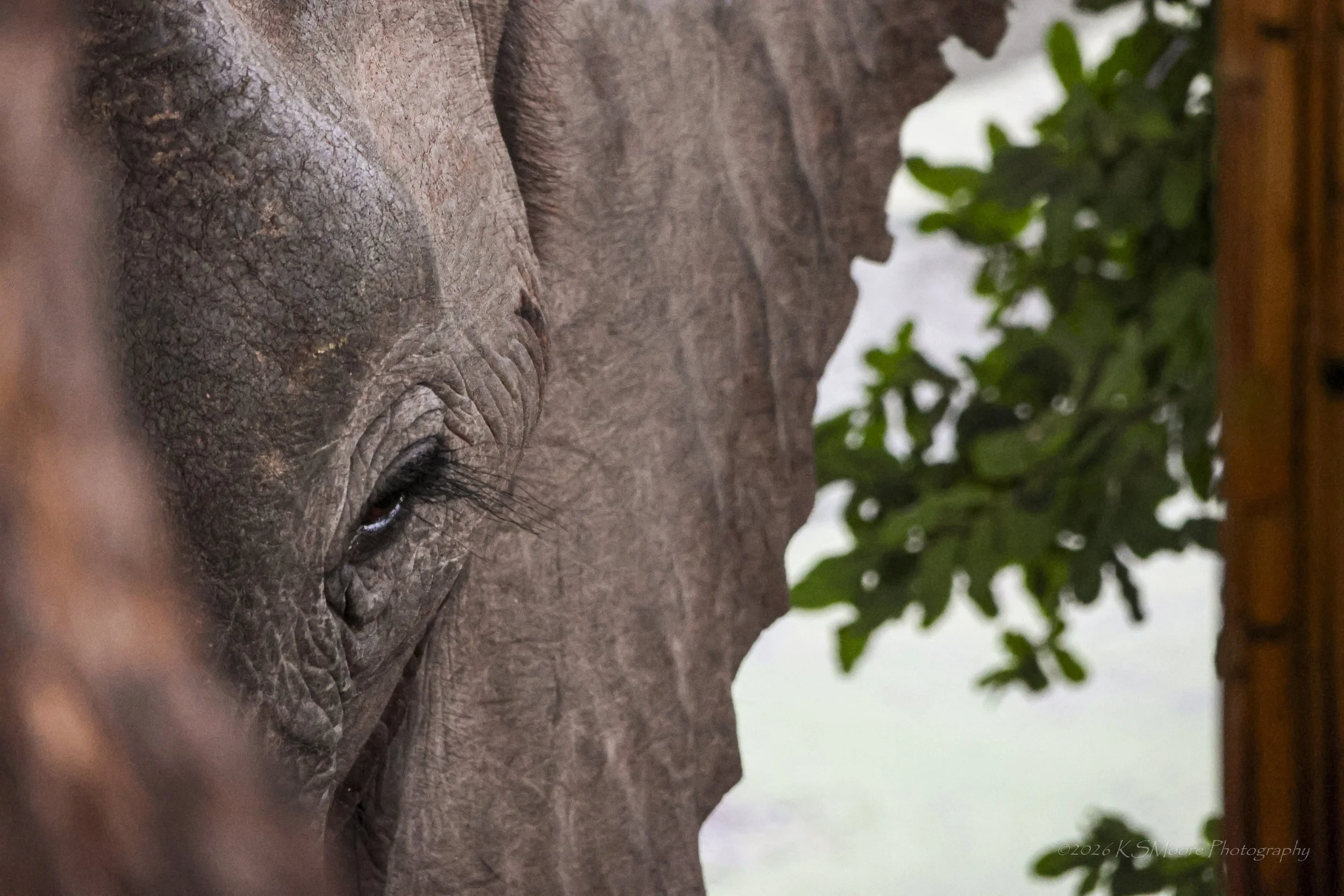A morning camp visitor in Zimbabwe
