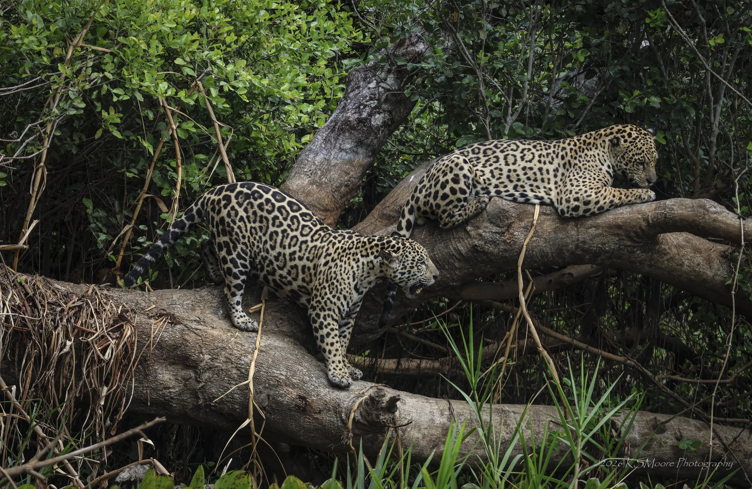 Two leopards resting on tree branches in a dense green Pantanal forest.