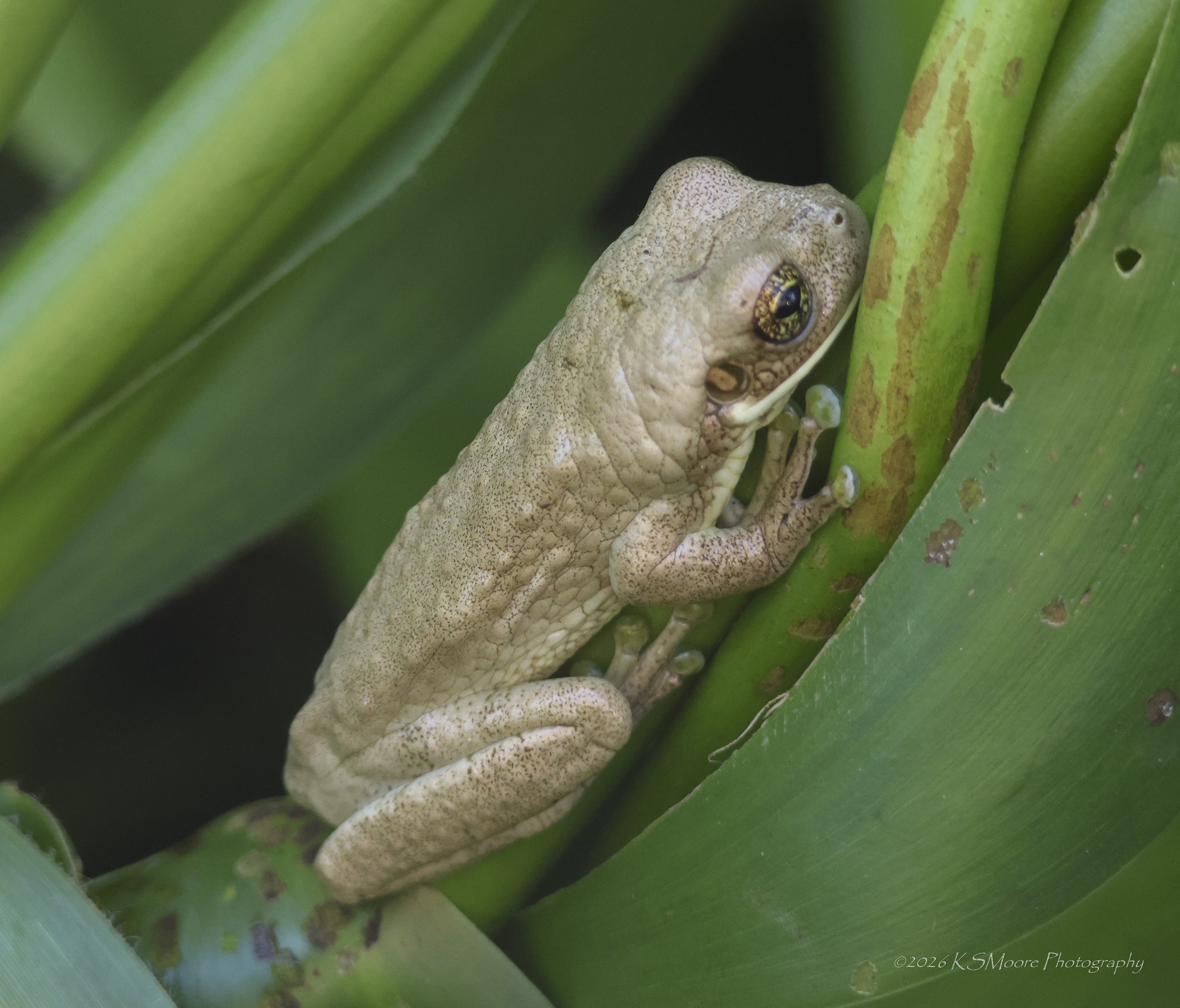 A close-up of a frog hiding among green plant stems, with only its head and part of its body visible.