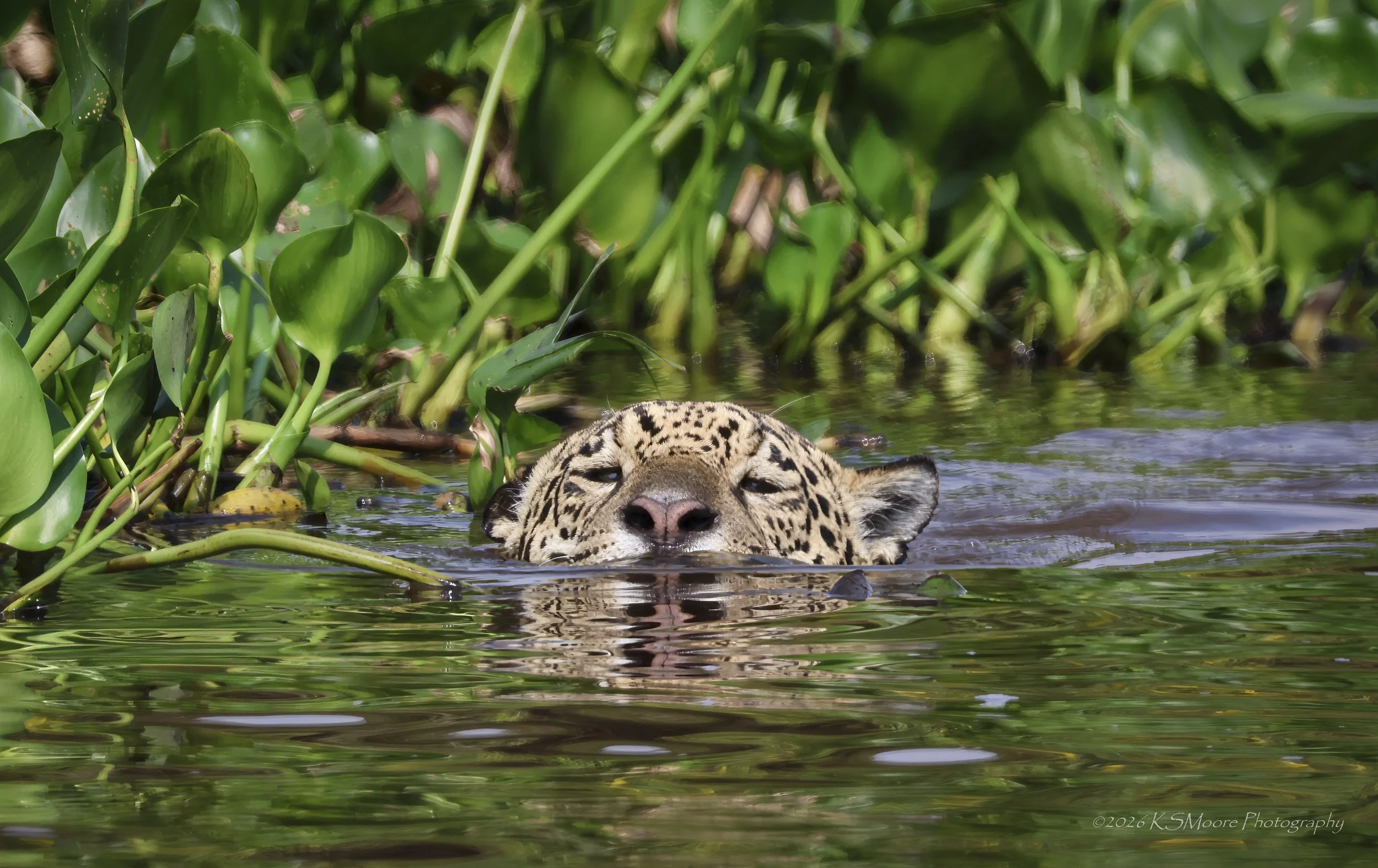 A jaguar swimming in water surrounded by green aquatic plants in the Cuiaba River of the Pantanal.