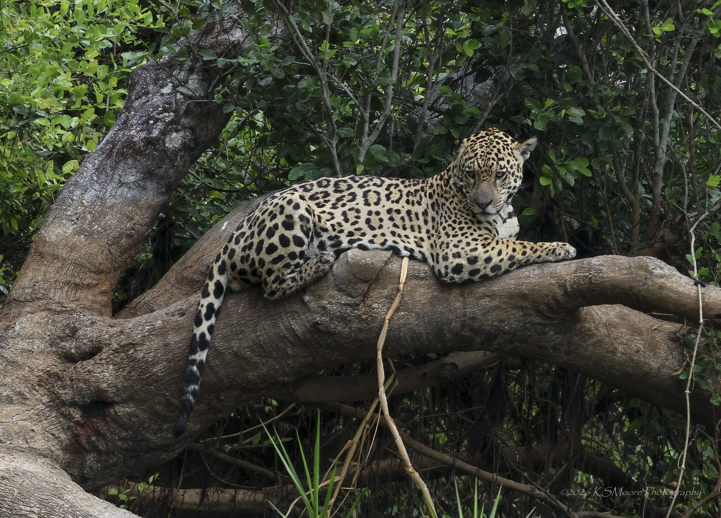 A leopard resting on a tree branch amidst green leaves and branches in the Pantanal.