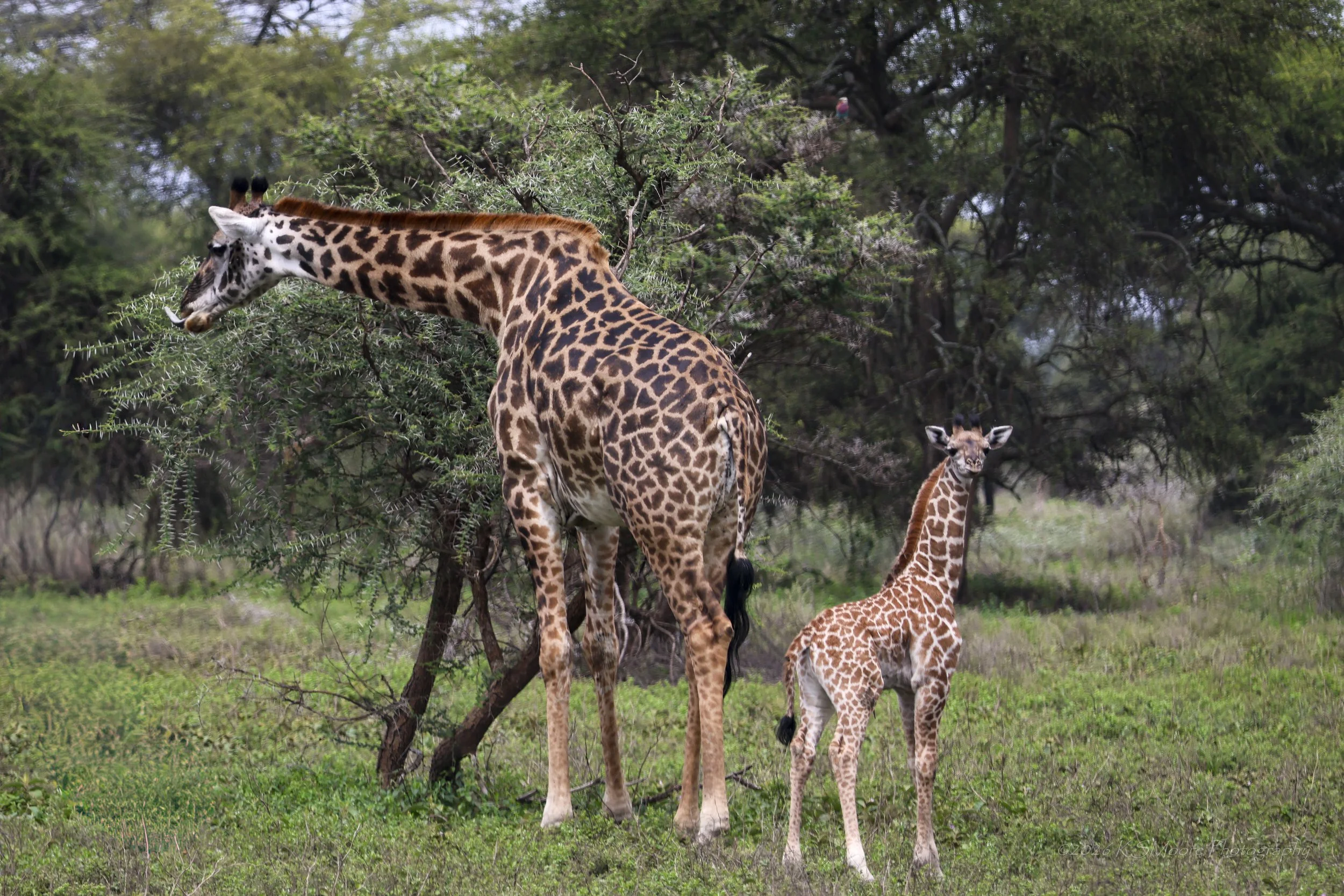 A mother giraffe towers over her inquisitive calf