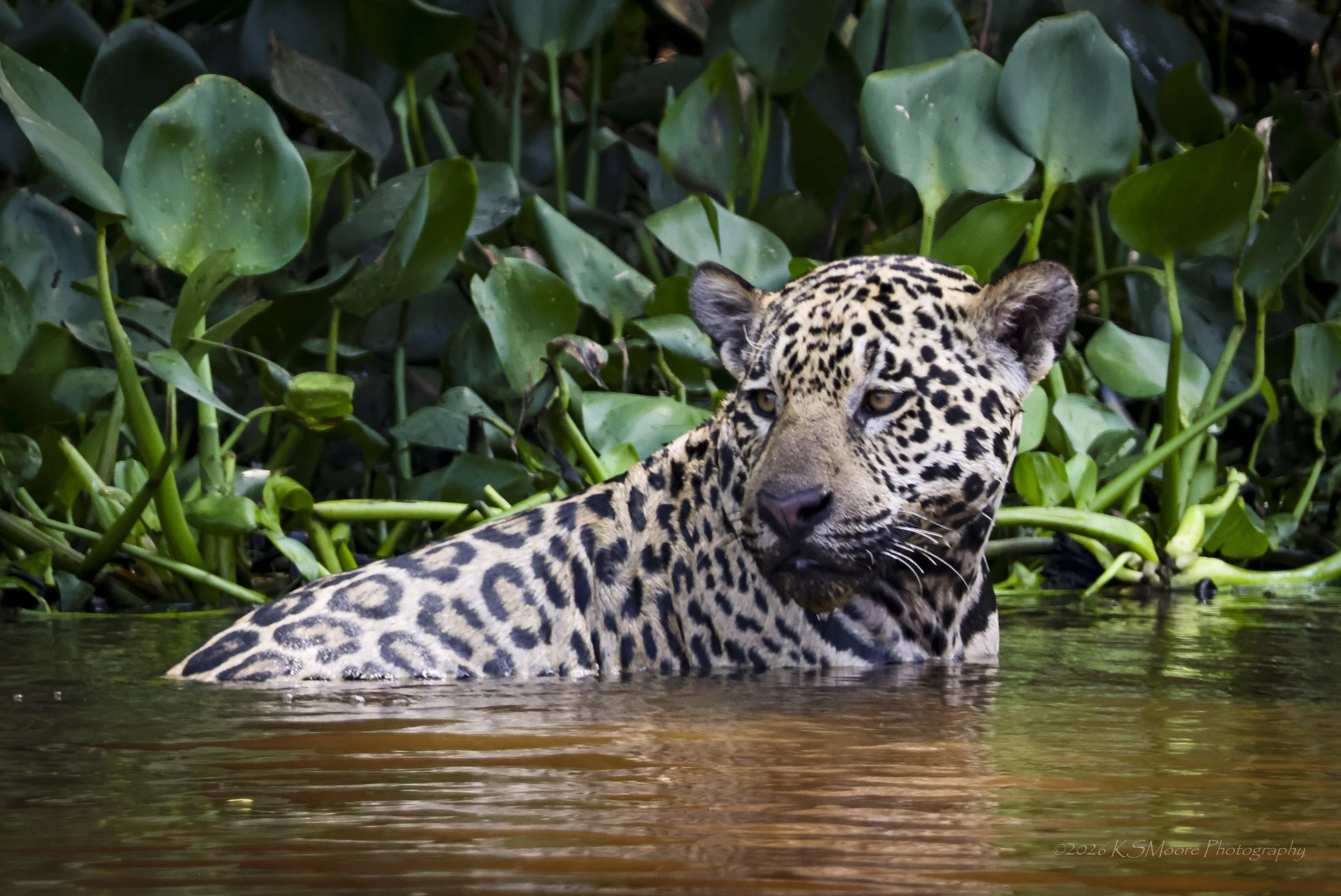 Jaguar cooling off in the Cuiaba River