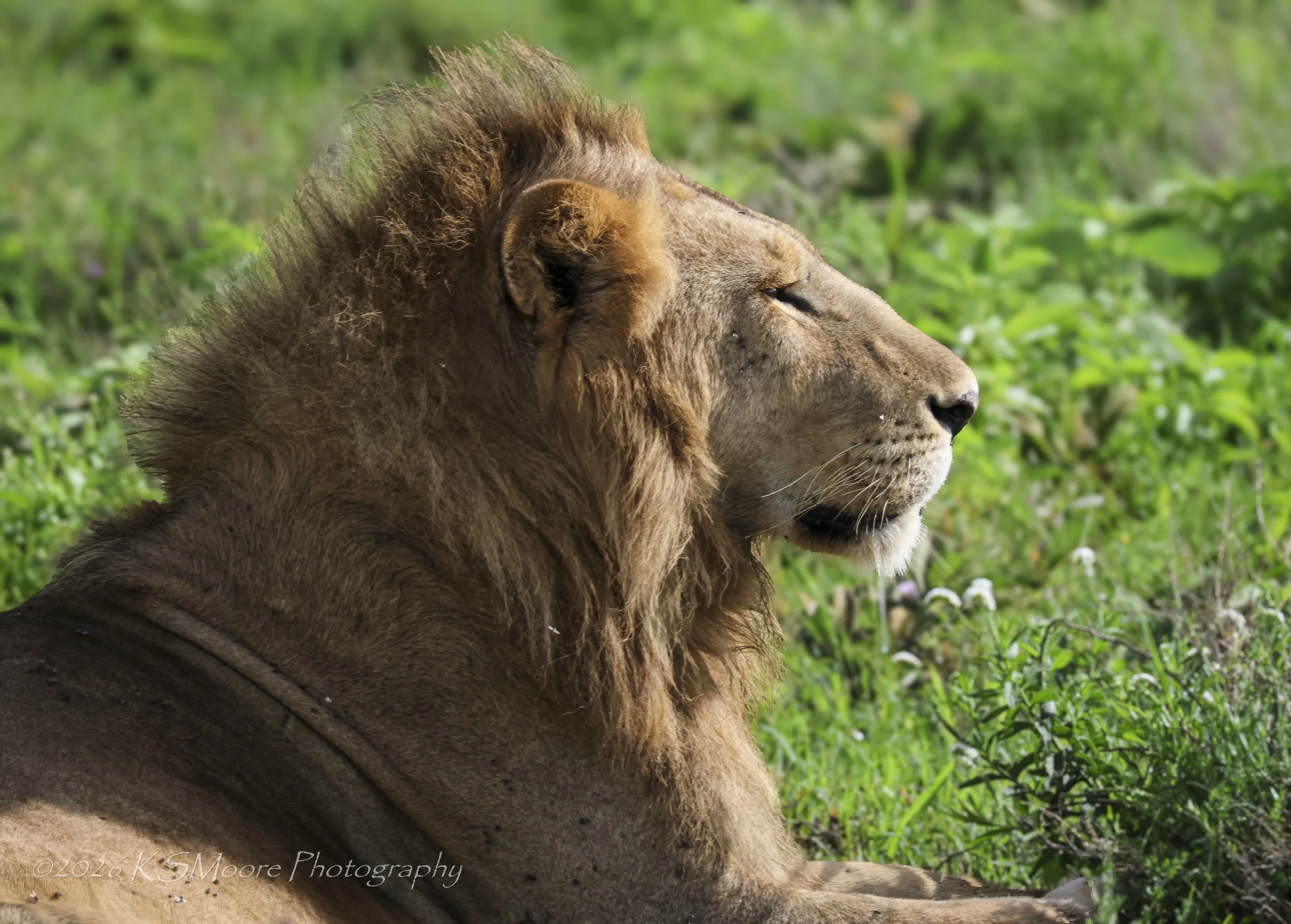 Beautiful male lion warming in the morning sun of Tanzania