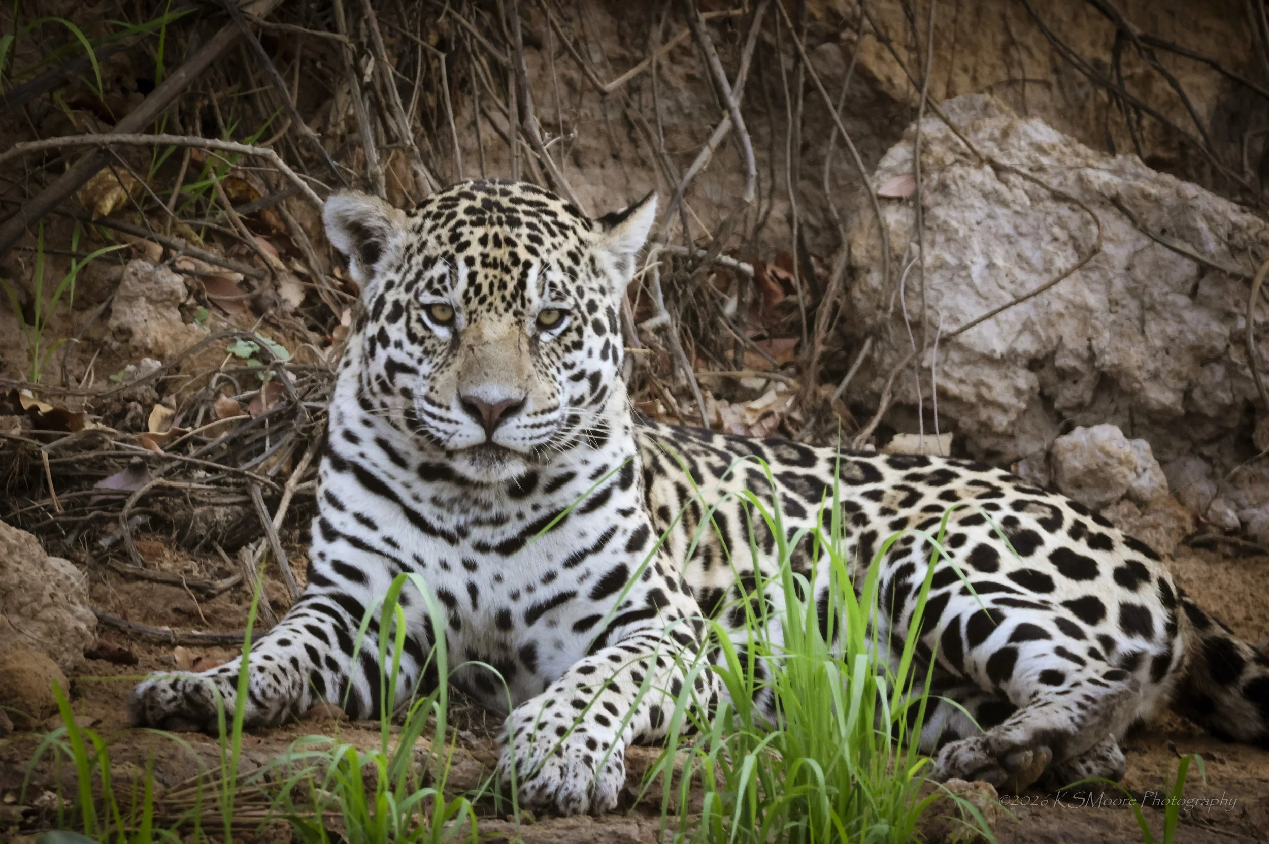 Female jaguar resting along the Cuiaba River