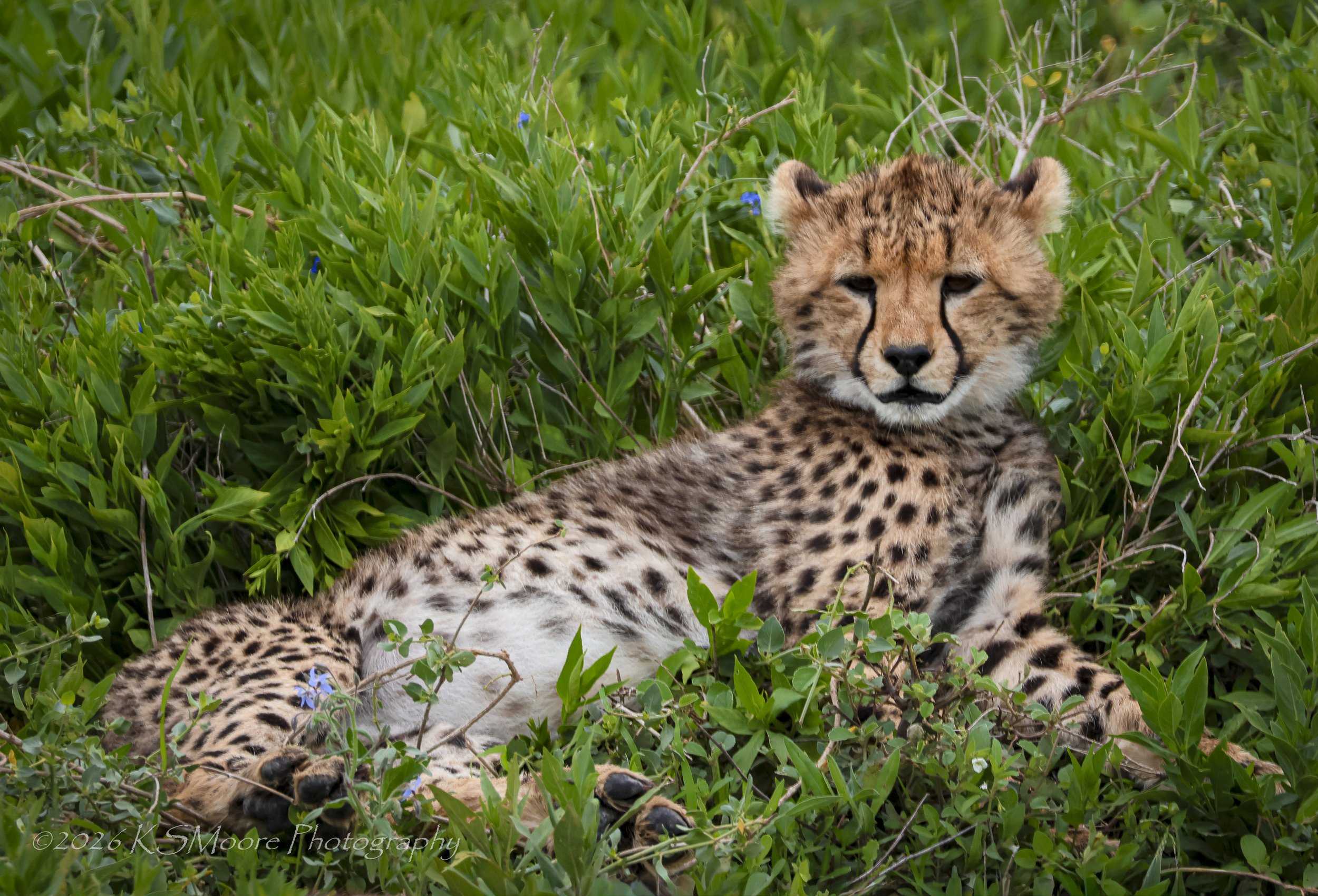 Cheetah cub resting in green foliage of Tanzania