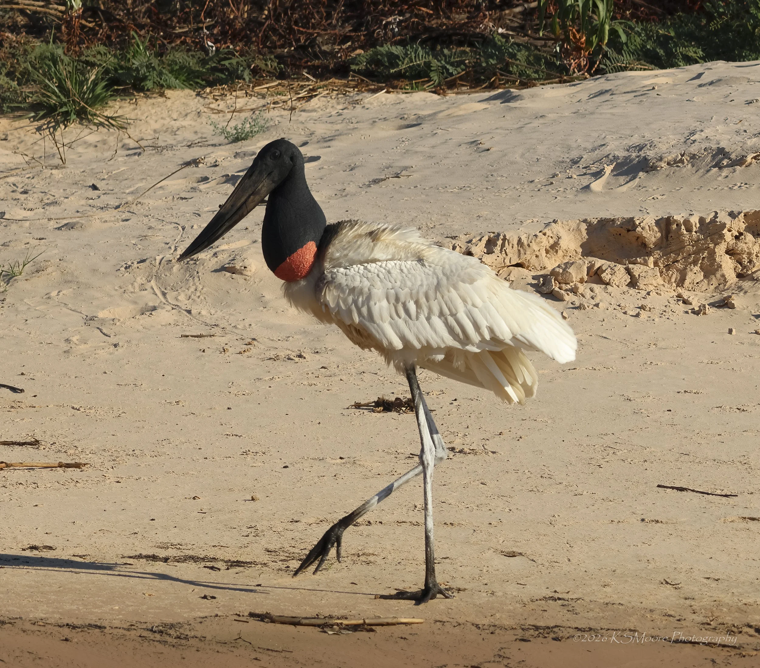 A pelican standing on sandy ground with plants and bushes in the background.
