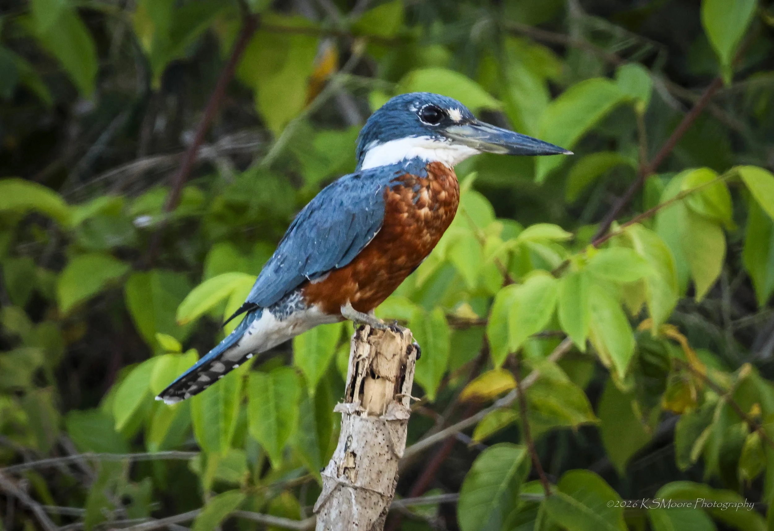 A kingfisher bird with blue and orange plumage perched on a branch amidst green foliage.