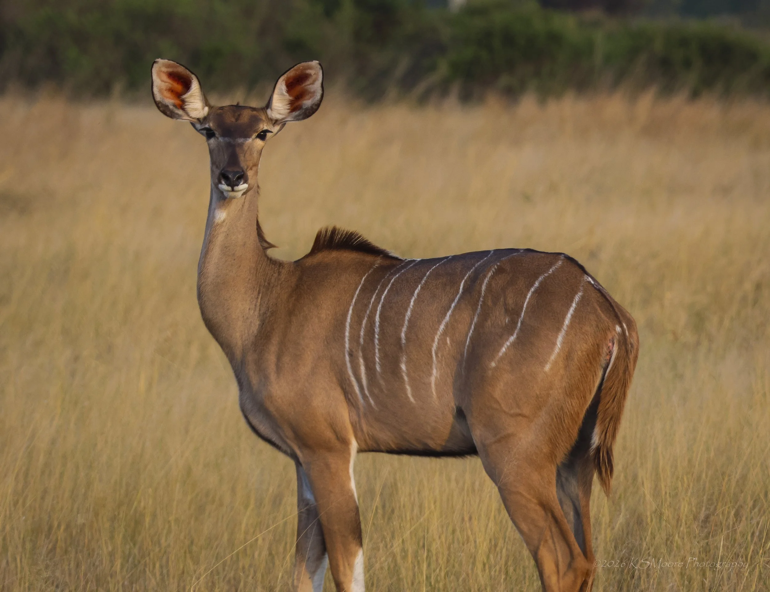 Mother kudu keeping watch in Zimbabwe