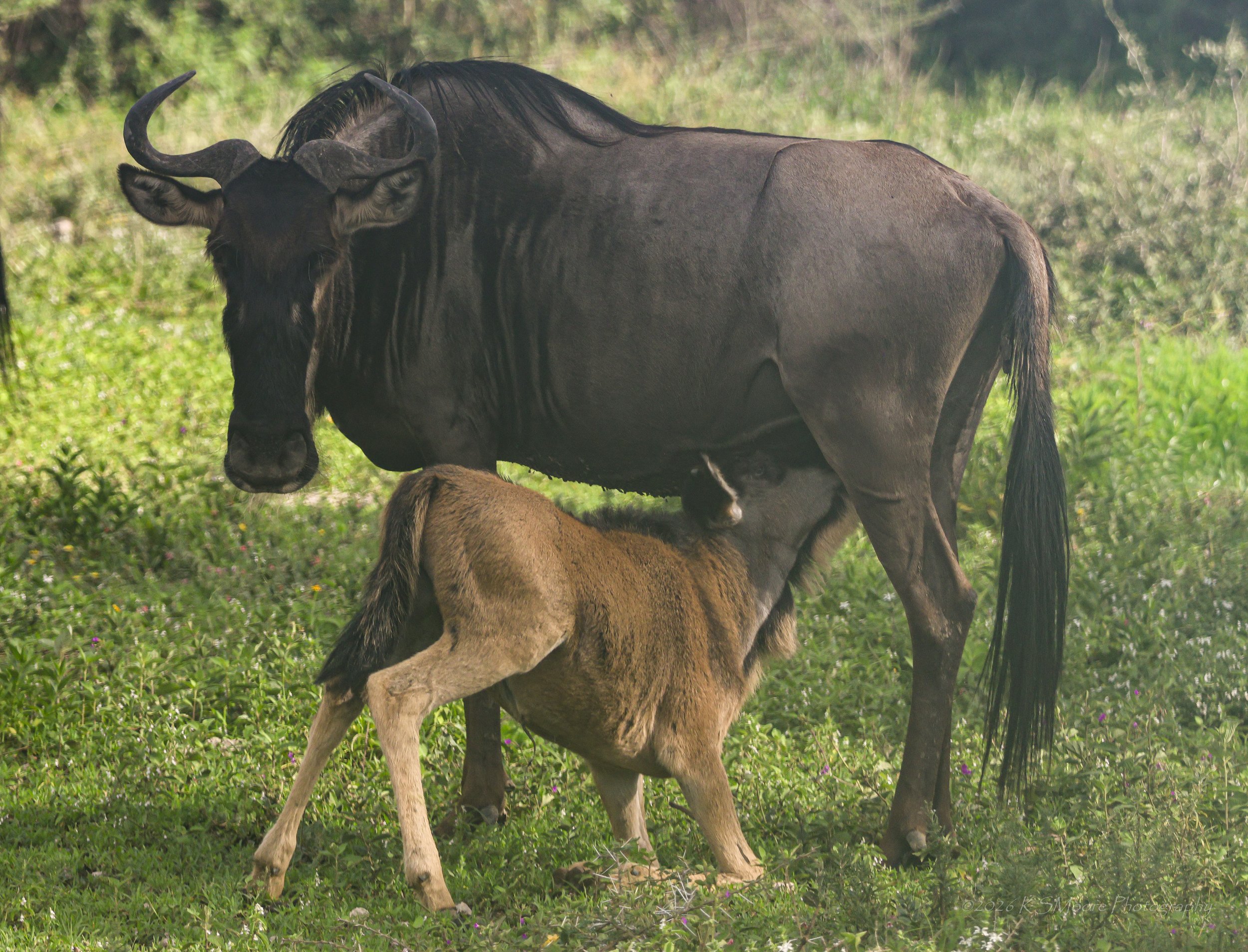 Another calving season beautiful moment with this mother and calf wildebeest