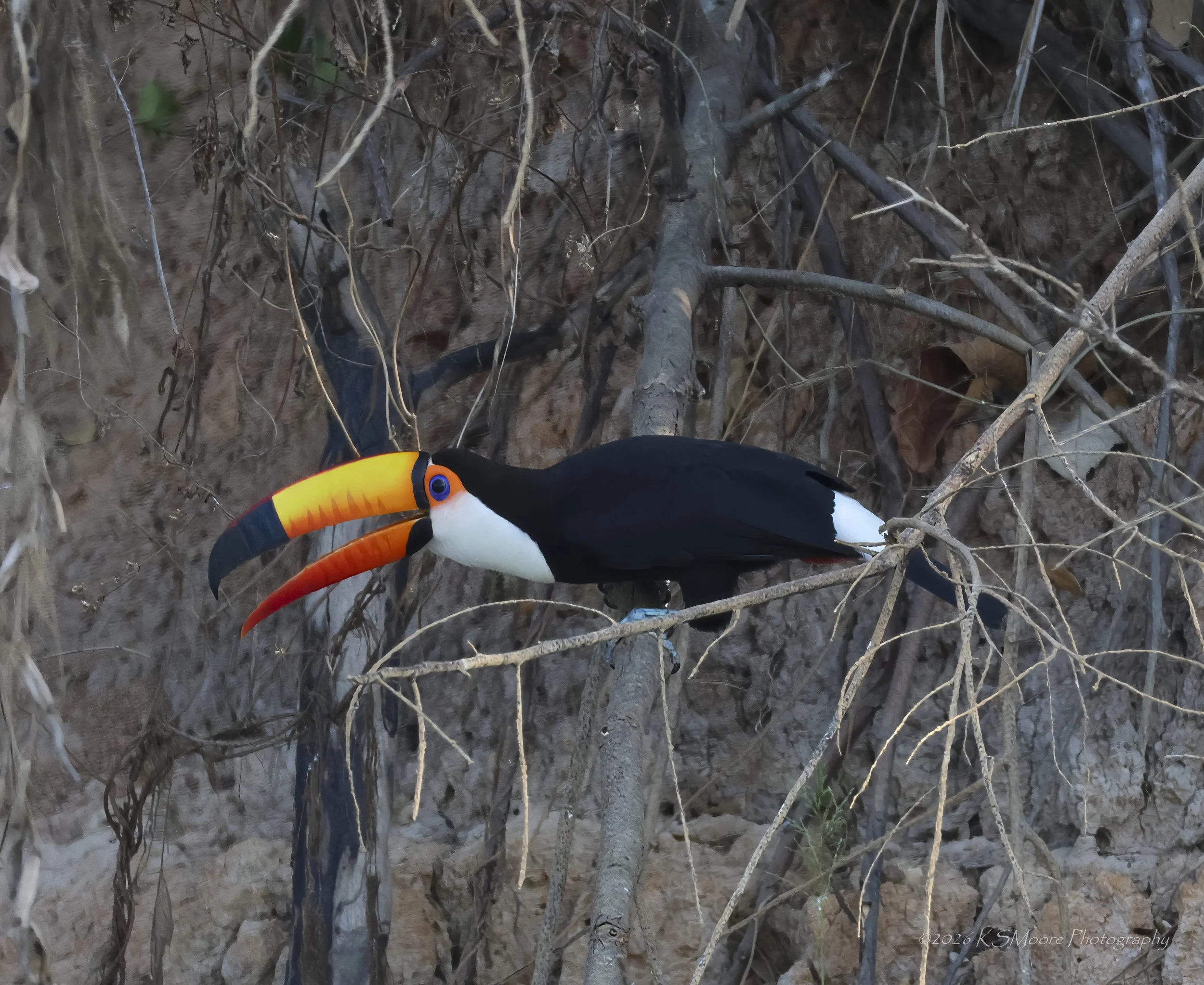 A toucan with a large, colorful beak perched on tangled branches in a natural habitat along a river in the Pantanal.