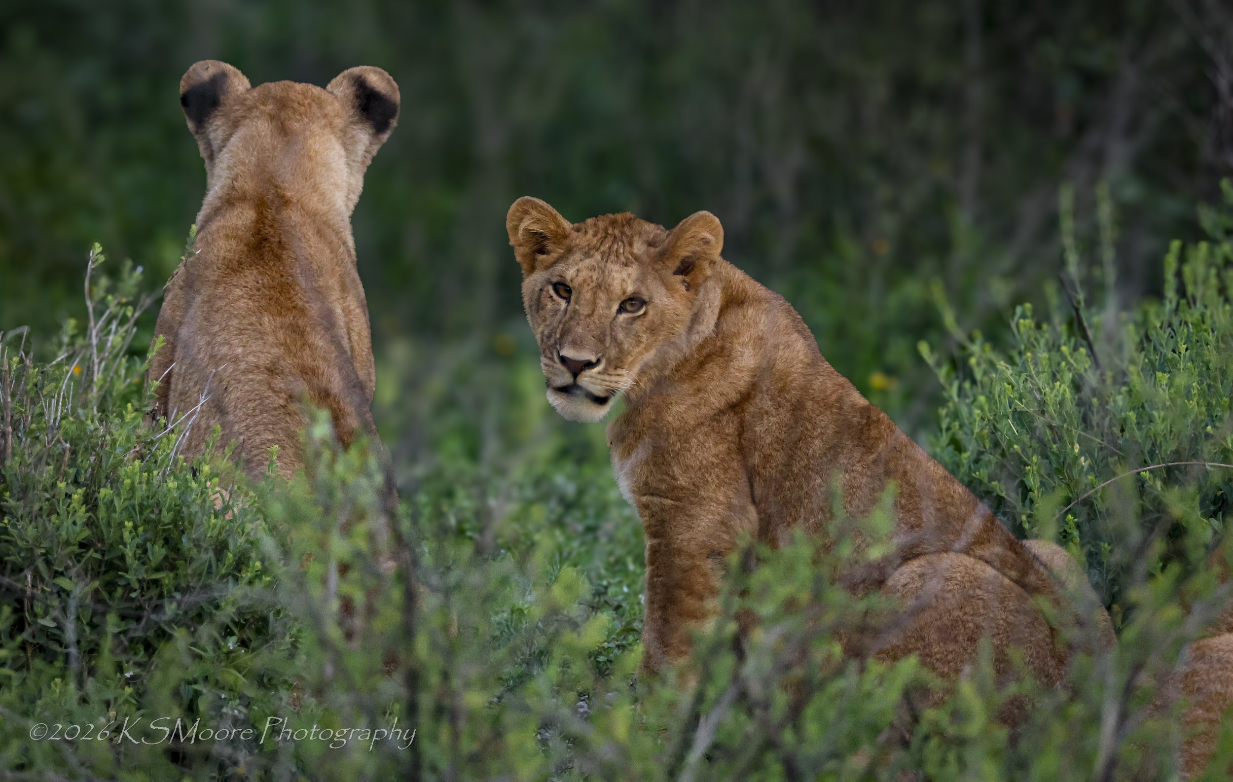 Two young lioness cubs in the green season foliage