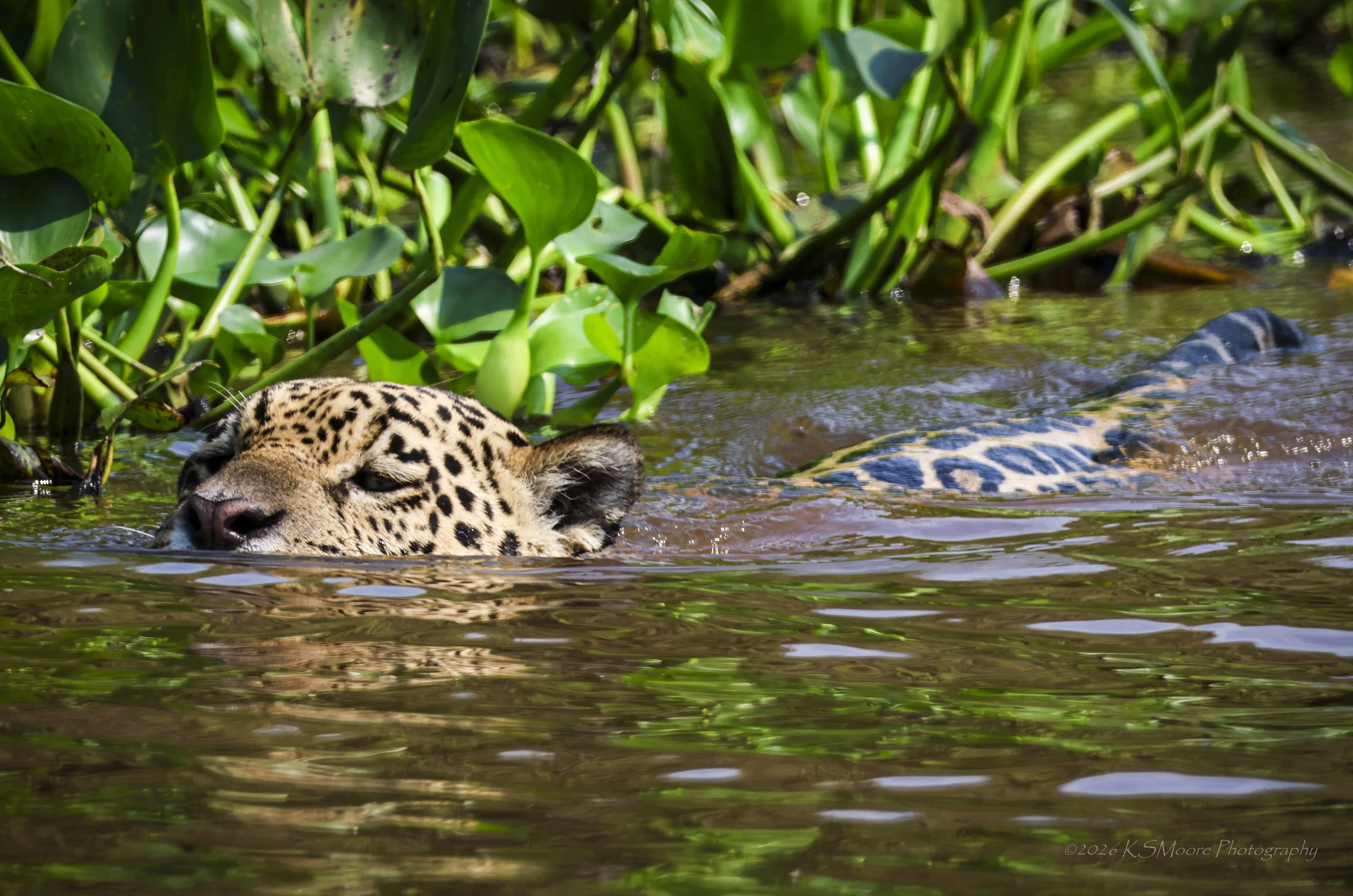Jaguar gliding amongst the hyacinths in the Cuiaba River