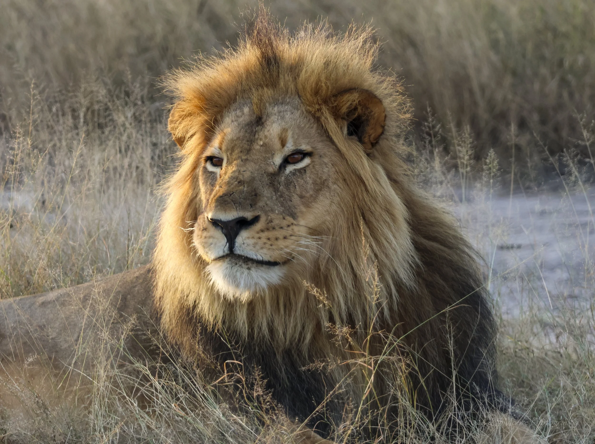 Evening glow bathing a male lion's mane in Zimbabwe