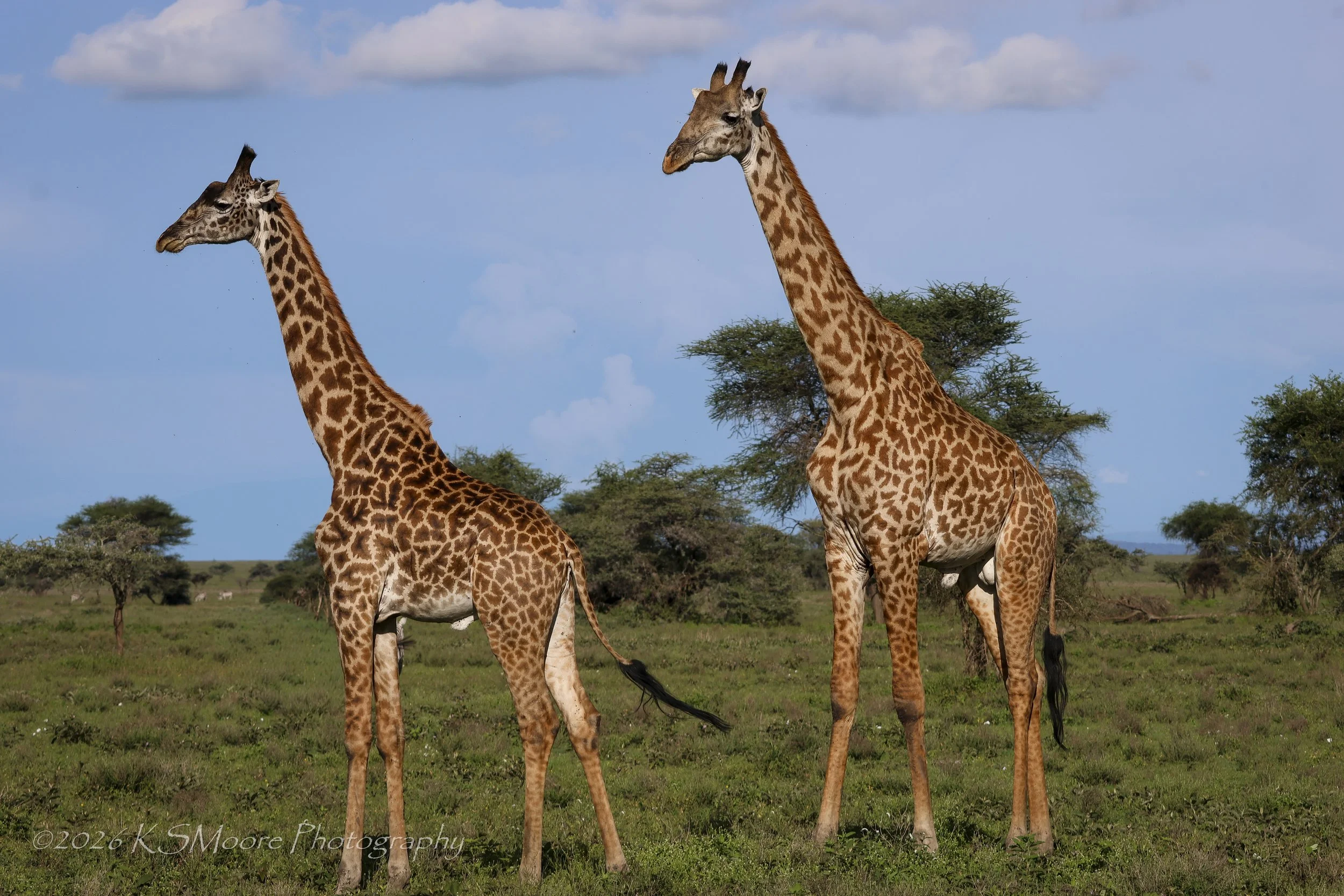 A rare blue sky during the green season of Tanzania