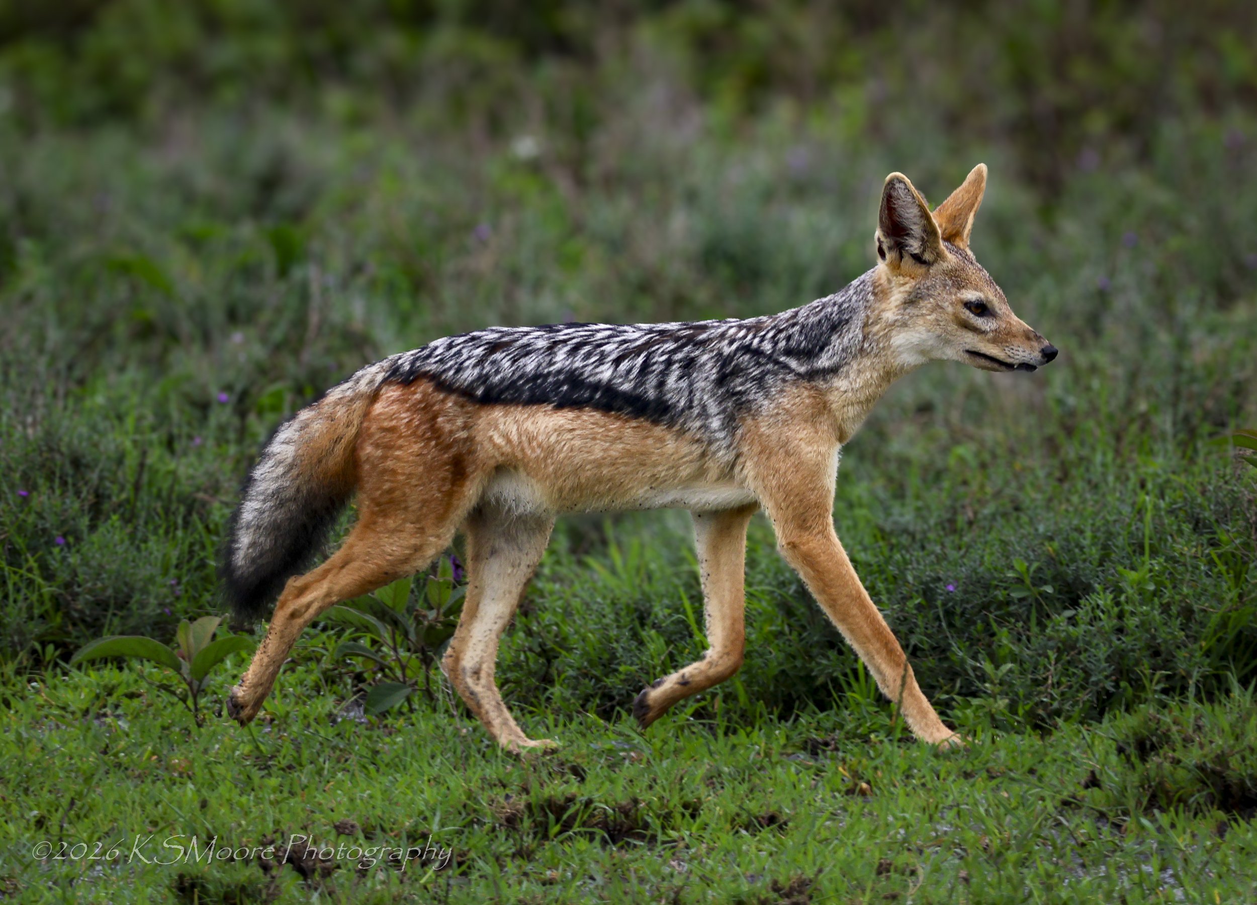 Black-backed jackal on the hunt in the green season foliage