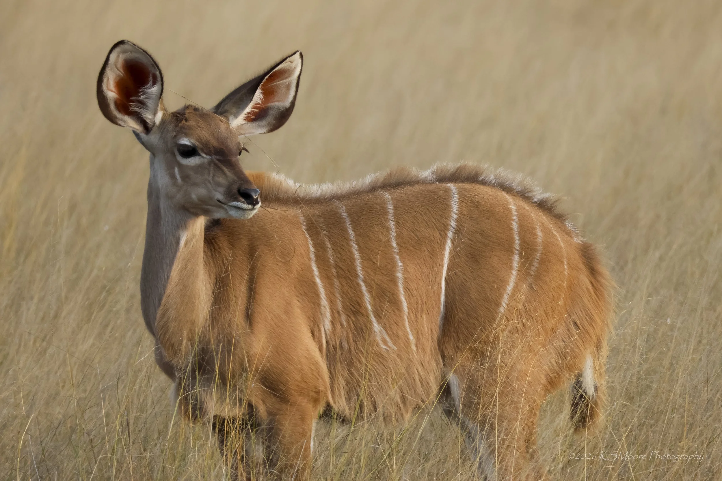 Golden hour glow of young kudu standing in the long grasses of Zimbabwe