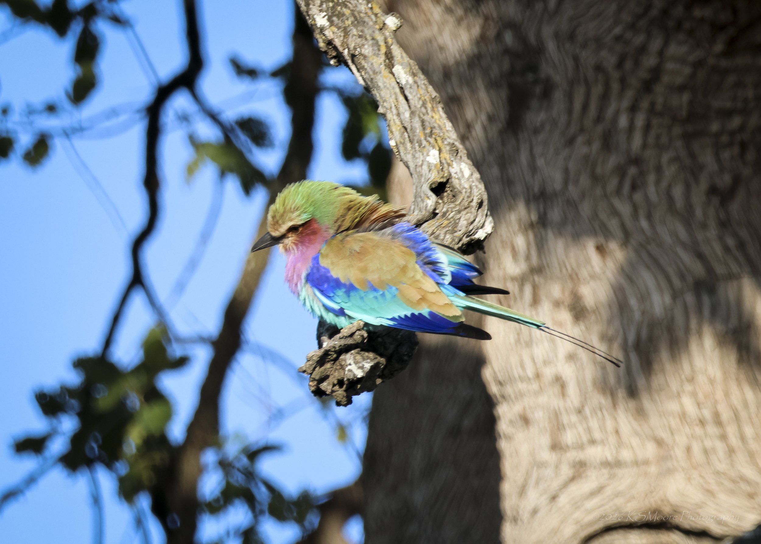 Early morning Lilac-breasted roller in Zimbabwe