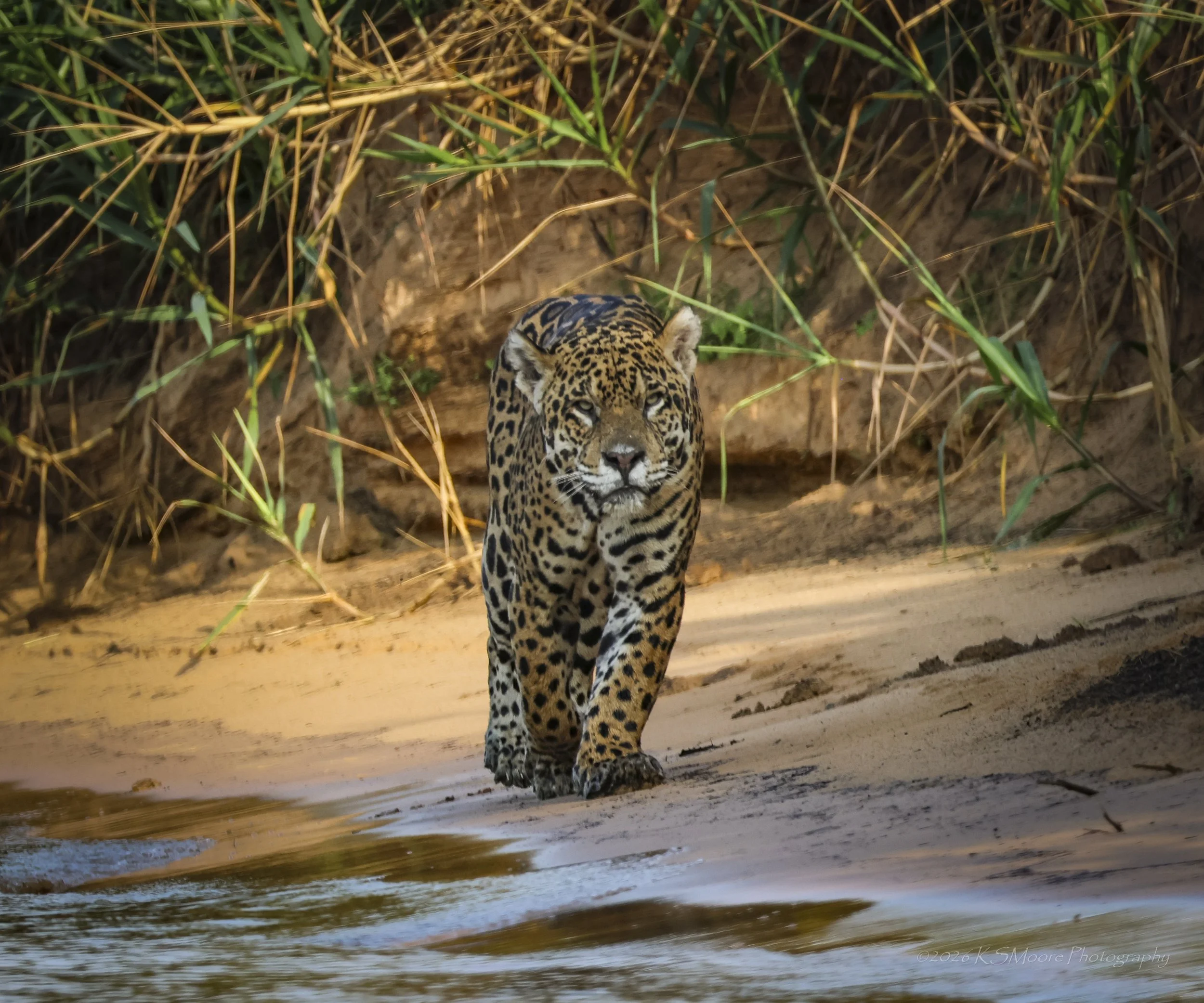 Jaguar morning walk along the Cuiaba River in Brazil