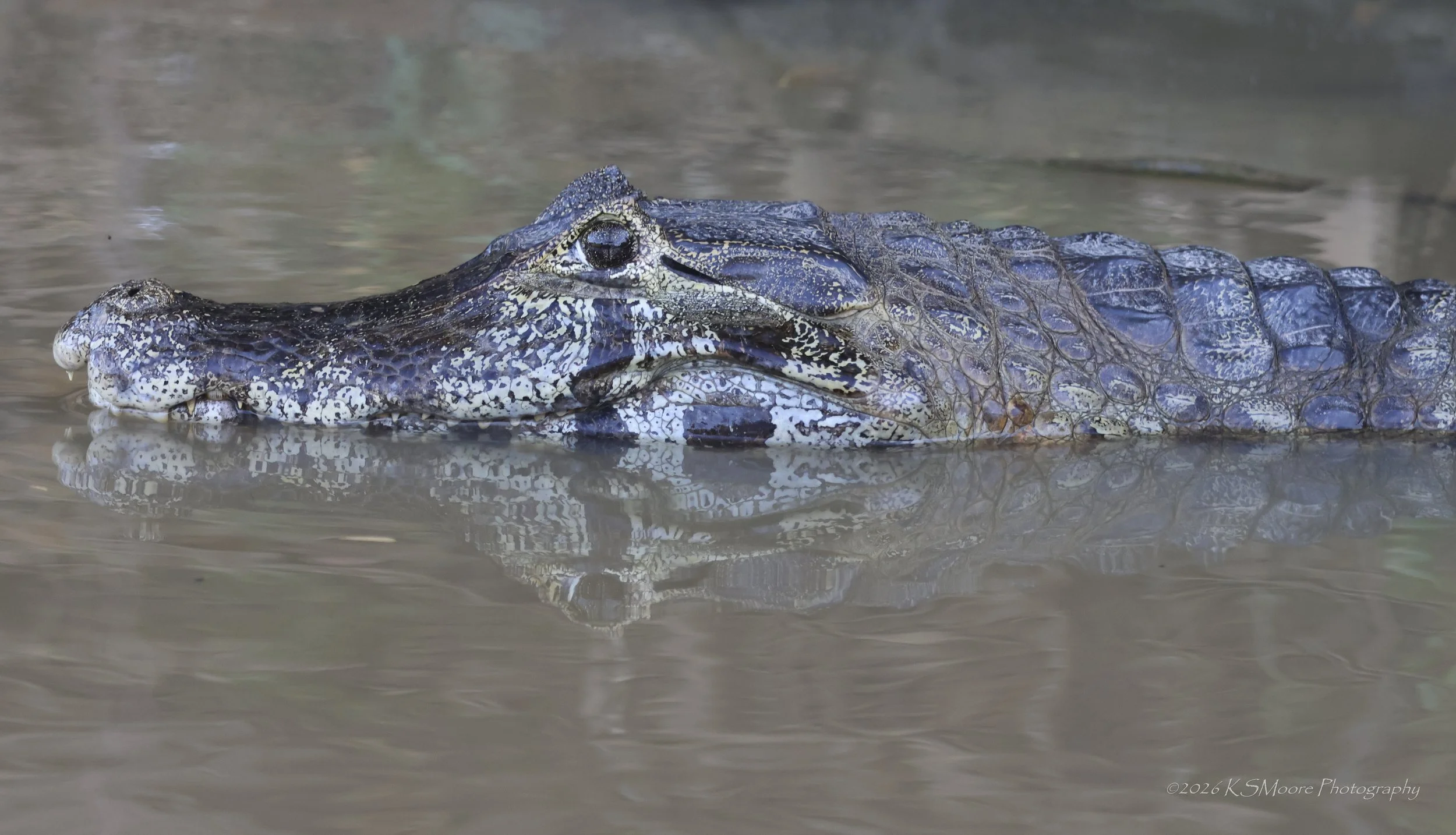 Plentiful caimans always nearby in the Pantanal 