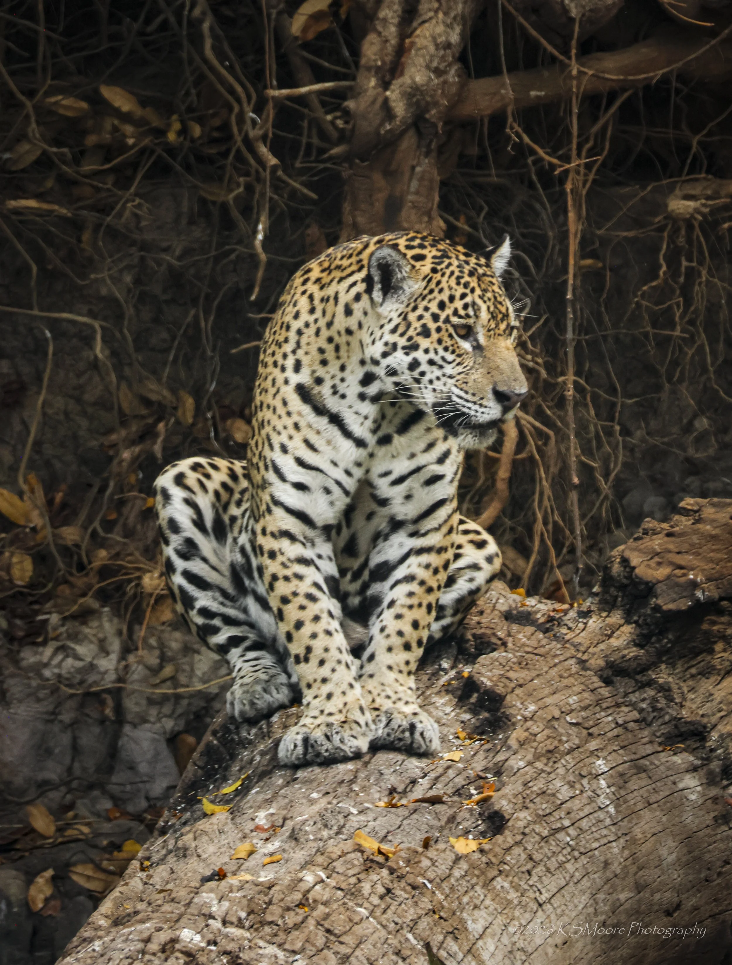 A jaguar resting on a fallen log in a forested environment with dried leaves and tangled roots in the background.