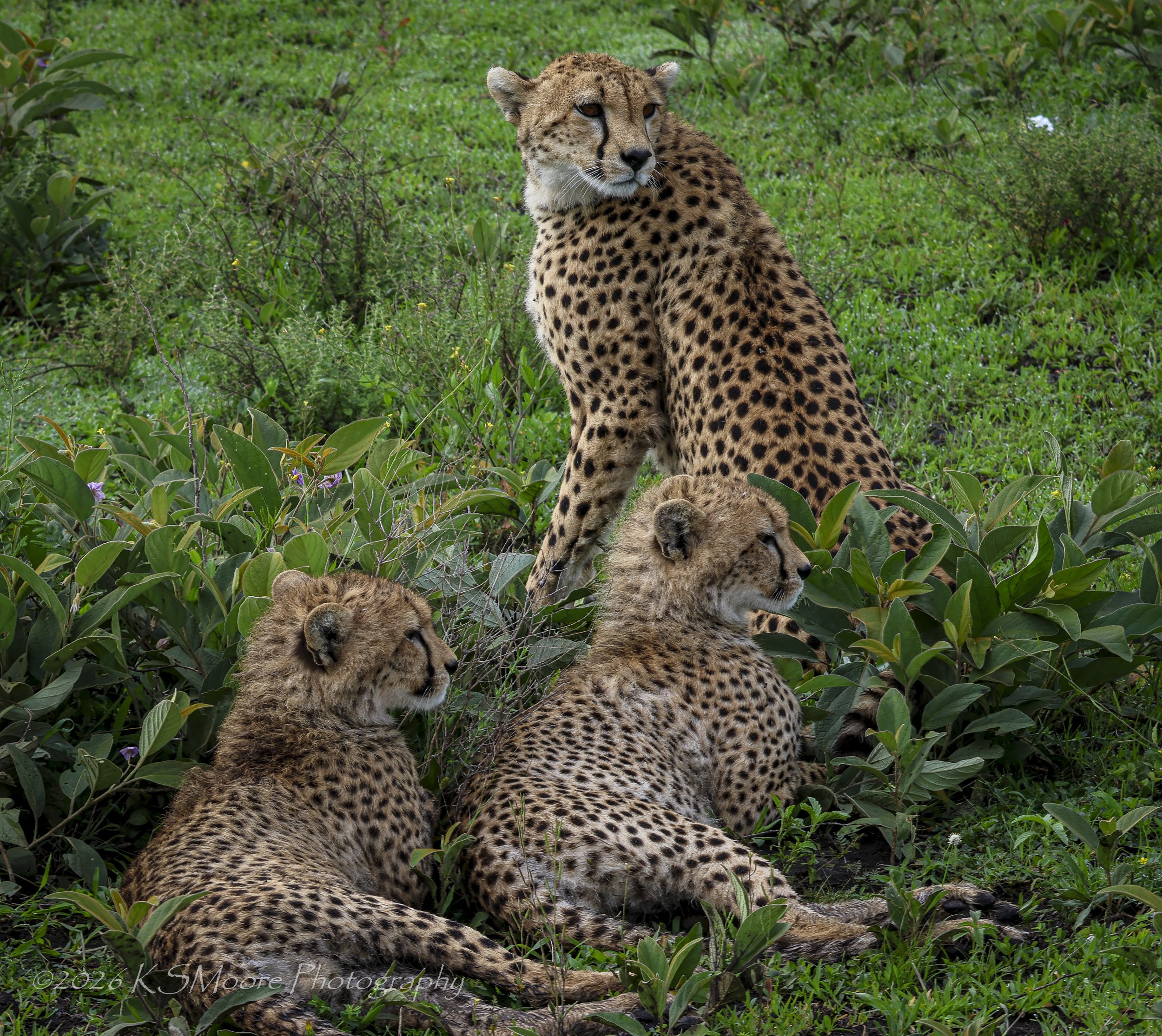 Mother cheetah with cubs amidst the green foliage in Tanzania