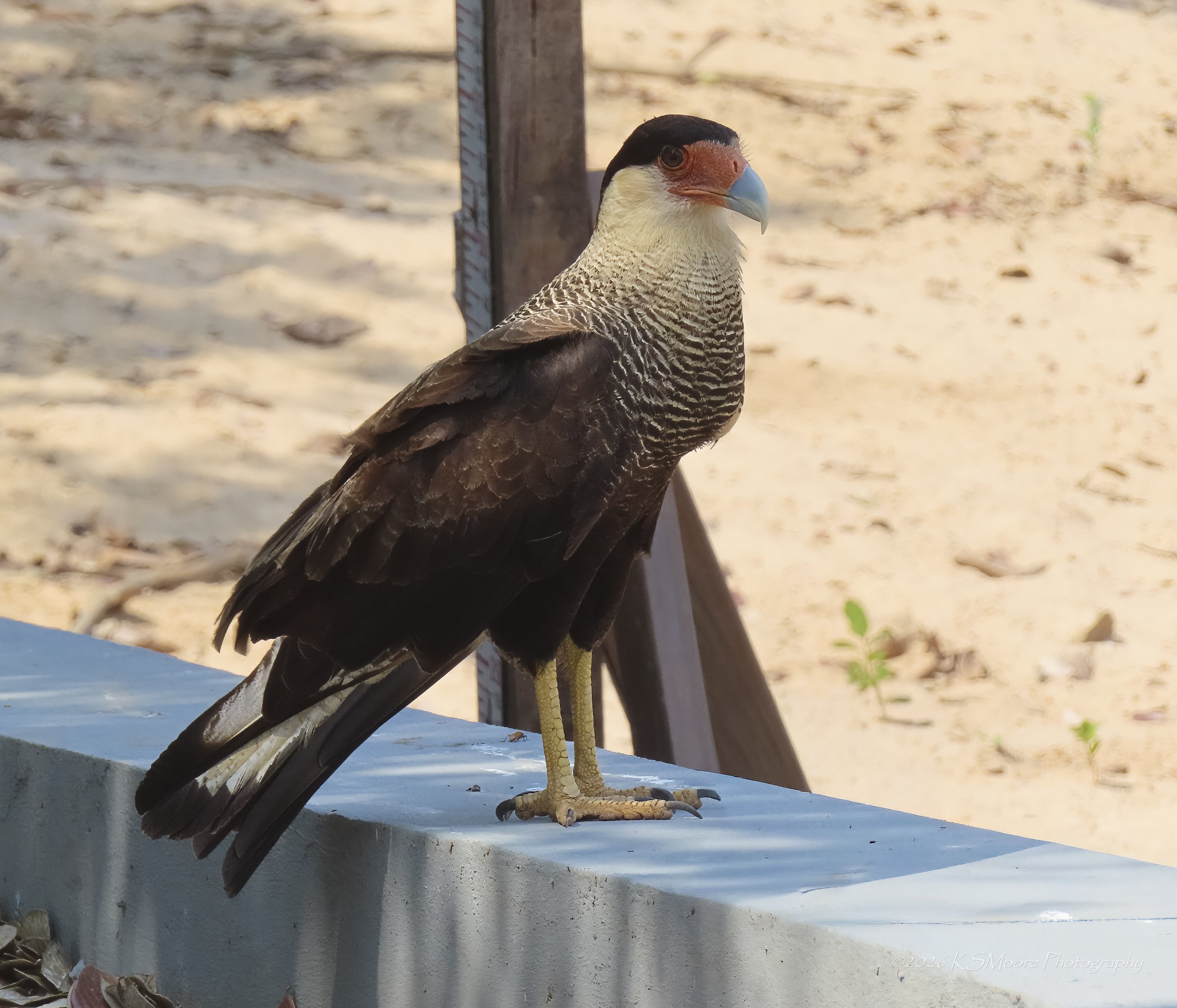 A bird standing on a ledge near a wooden post outdoors, with a sandy background and some greenery visible.