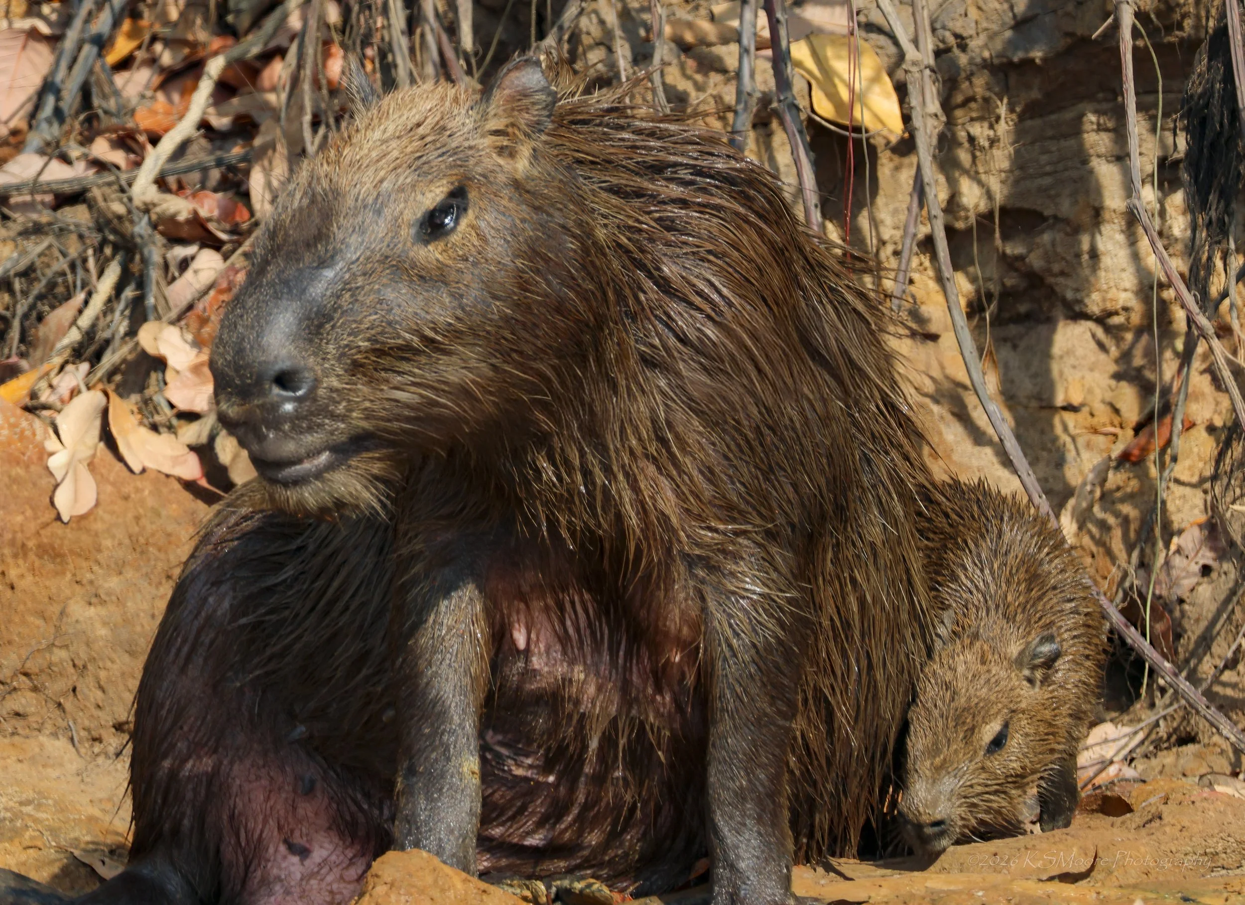 The ever-odd capybara with cub resting on the riverbank 