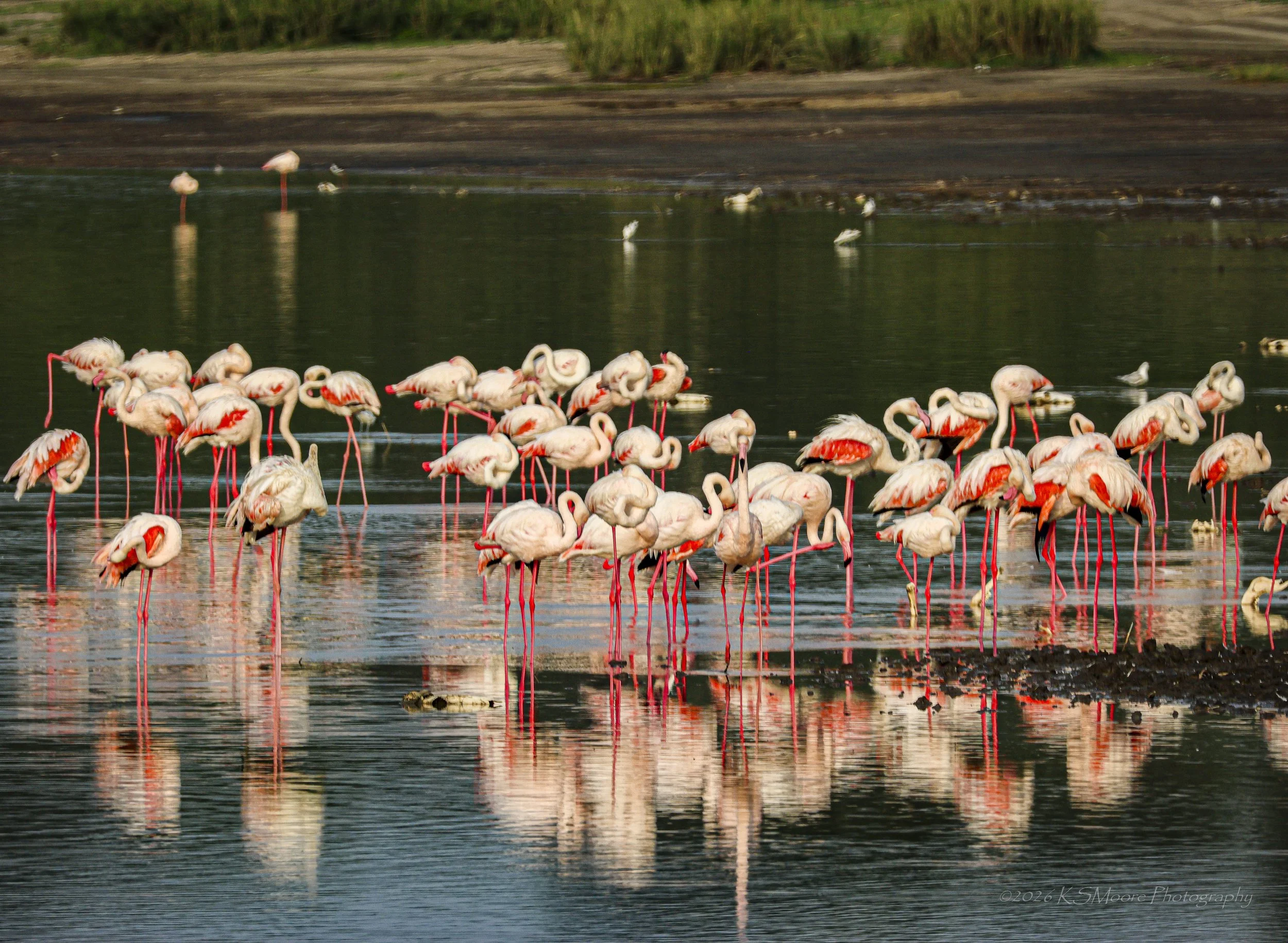 Reflections of a flamingo flock in a Tanzania lake