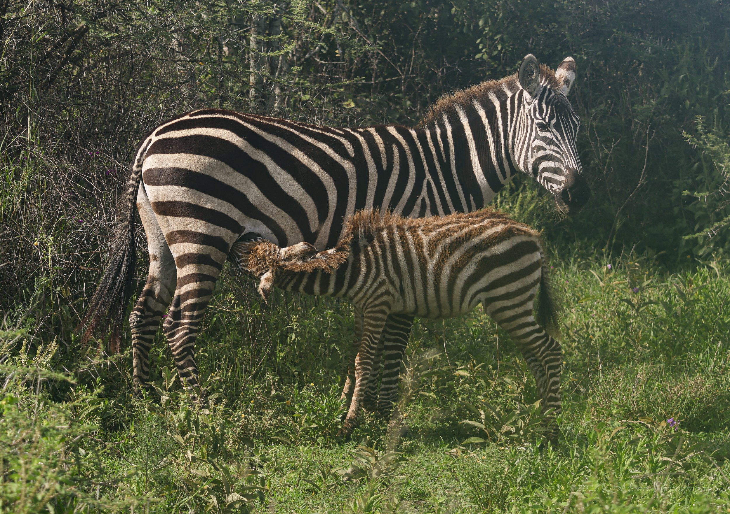 Calving season offers beautiful moments such as this mother and foal zebra