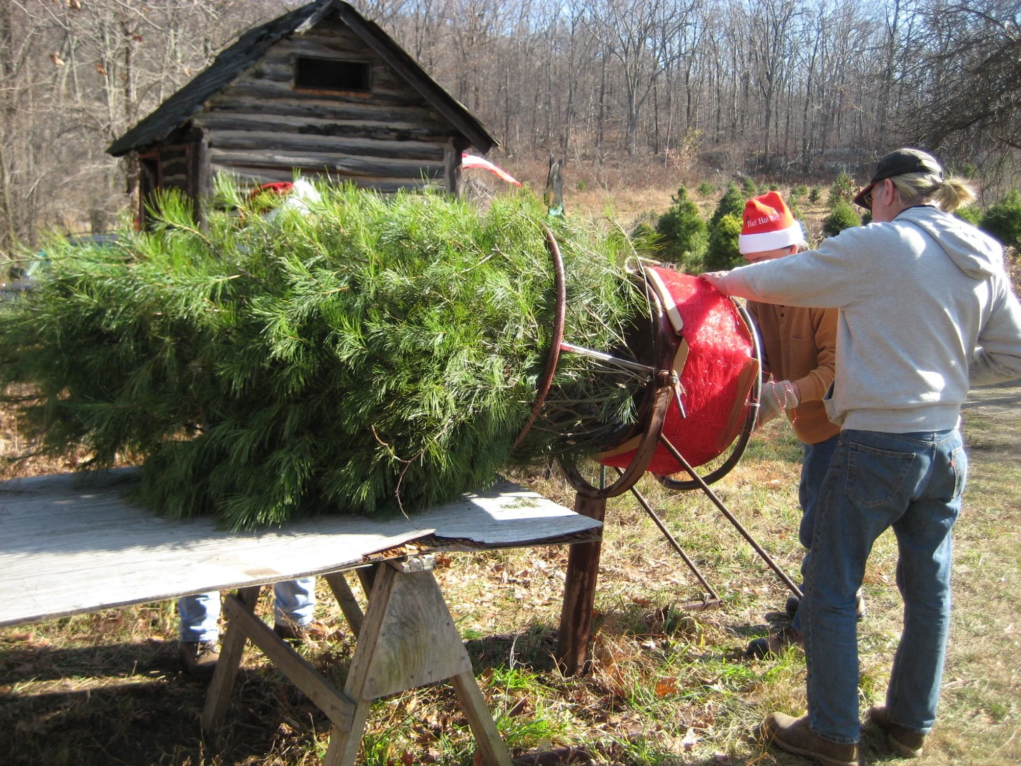 People handling a Christmas tree on a wagon outdoors during daytime.