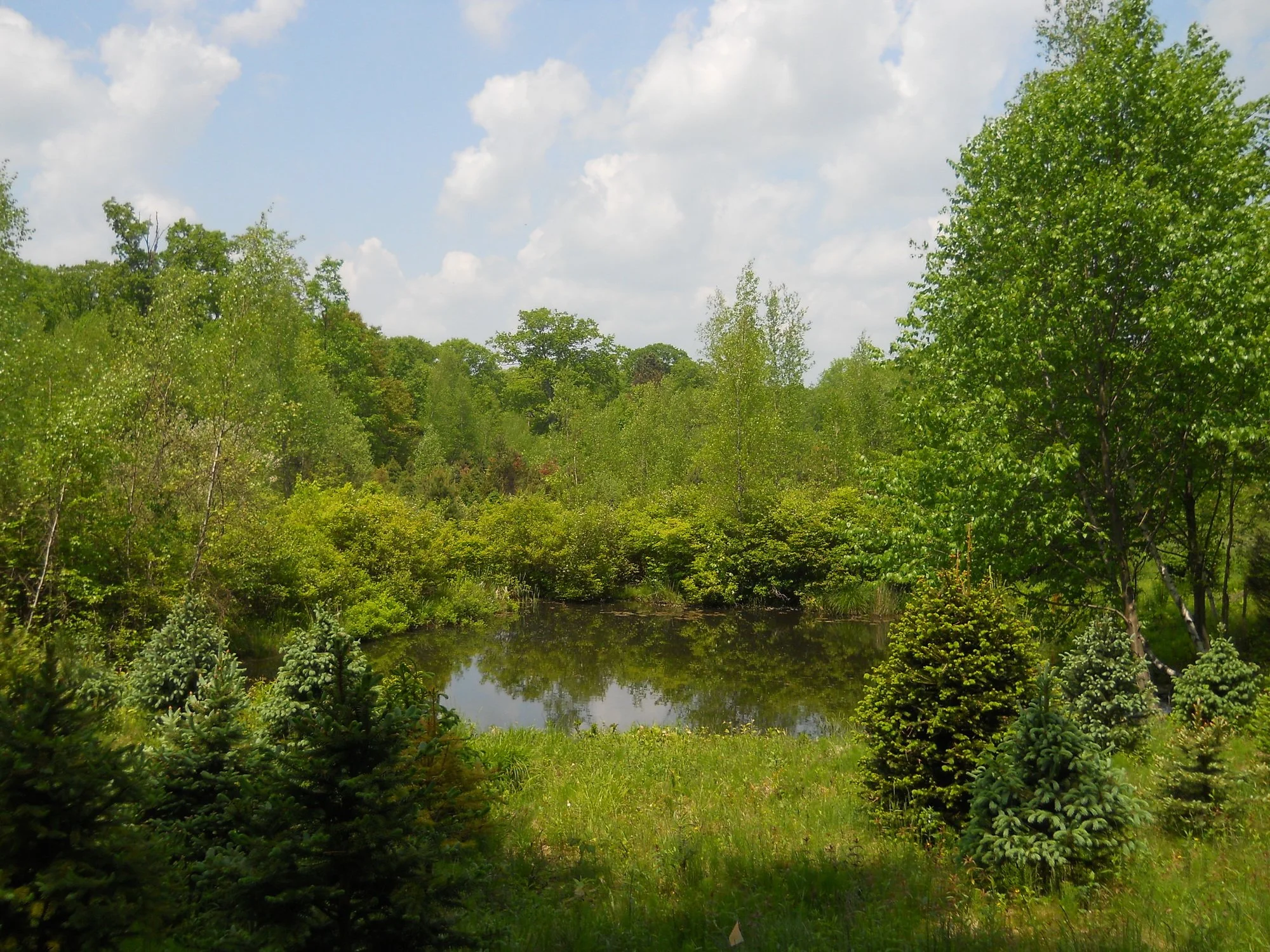 A peaceful forest scene with a small pond surrounded by green trees and bushes, under a partly cloudy sky.