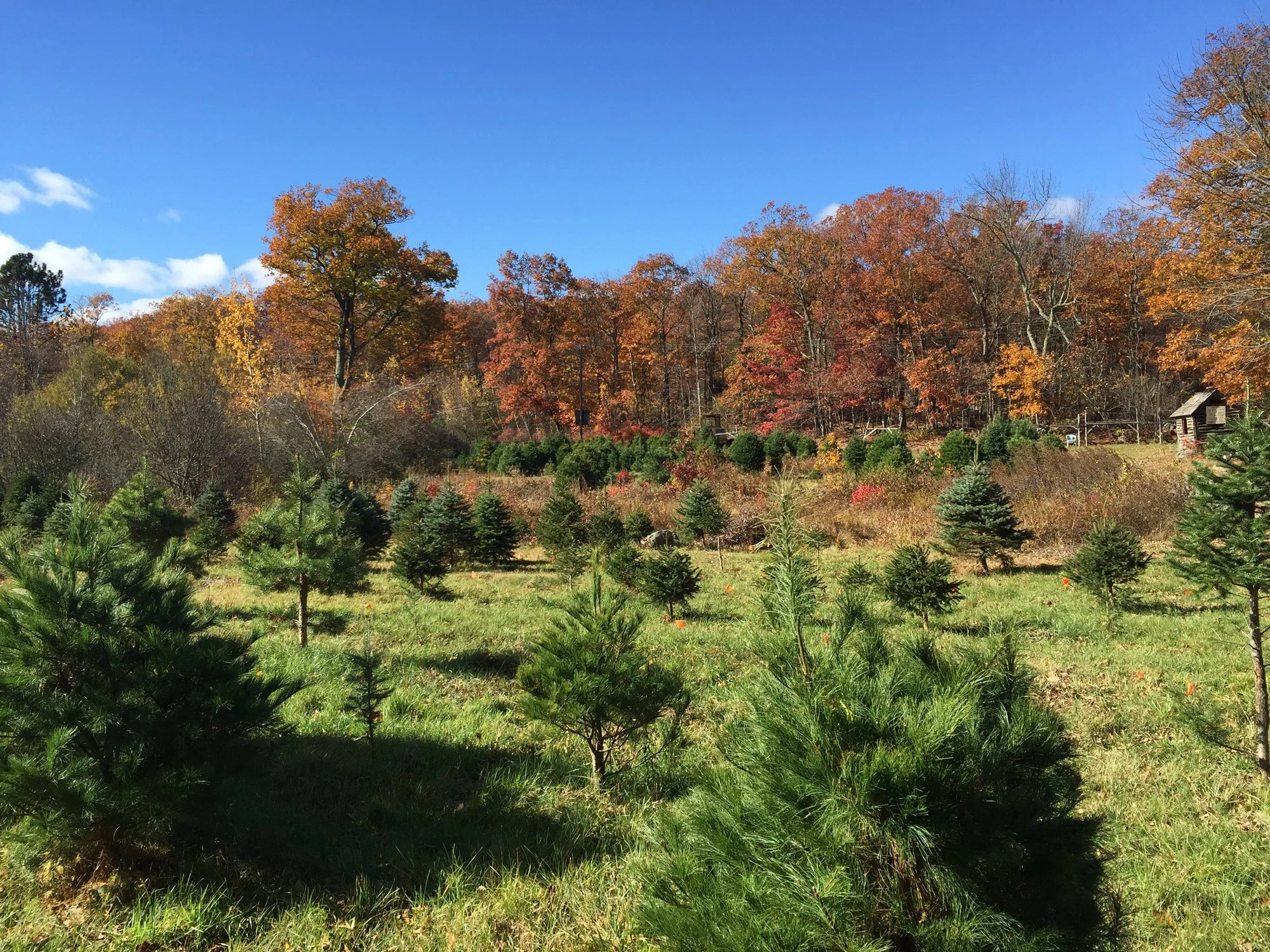 A scenic autumn landscape featuring a hillside with dense trees in fall colors, a clear blue sky, and a small rustic building in the distance.