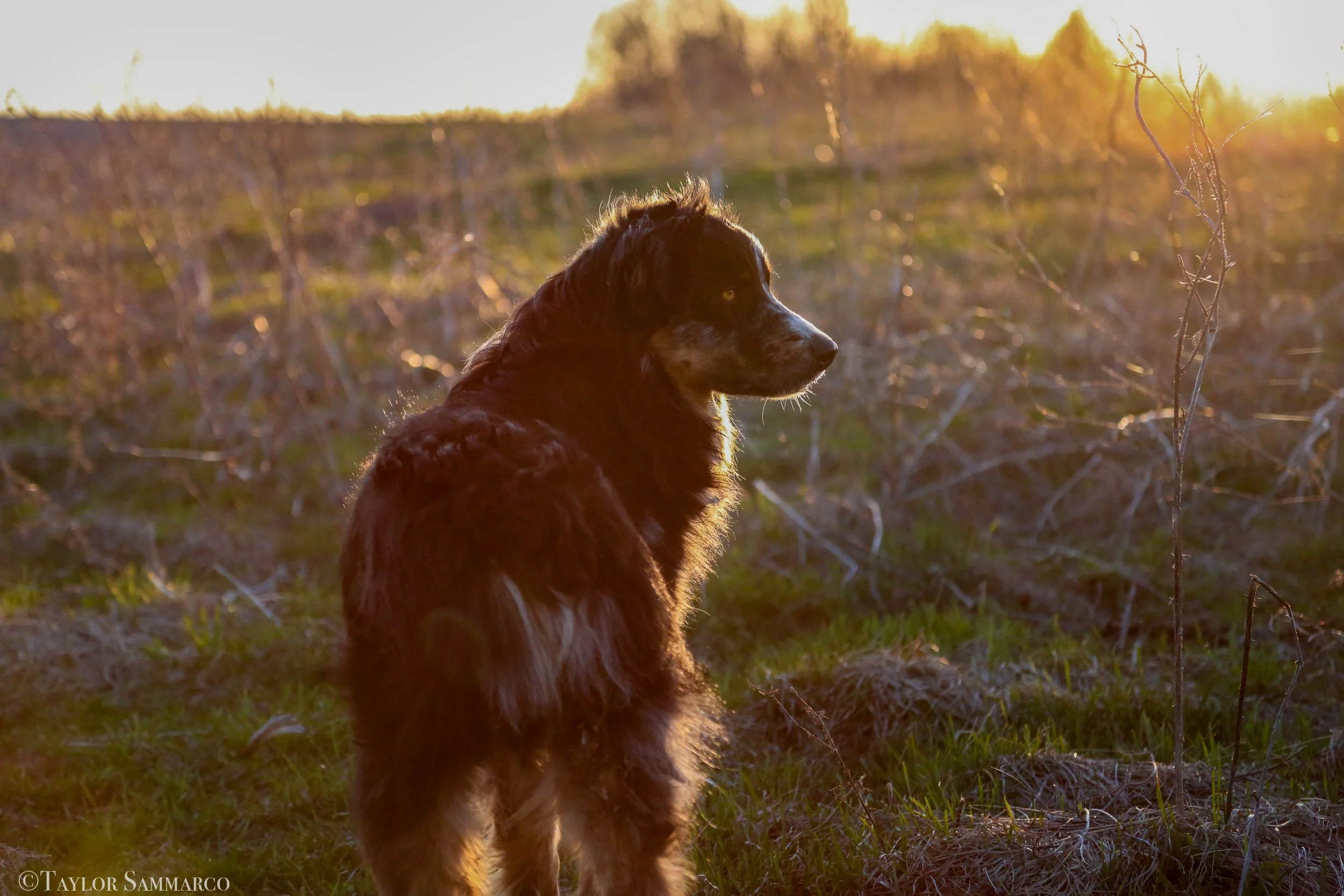 A dog sitting in a field of grass during sunset, with trees and a bright sky in the background.
