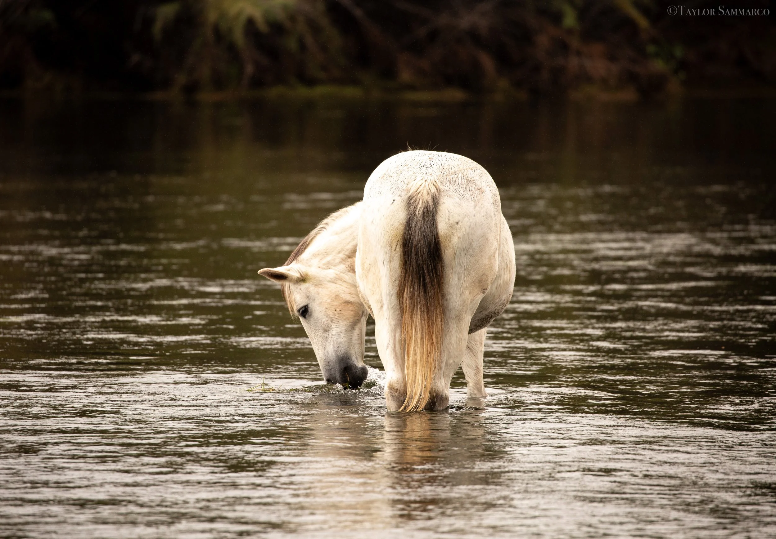 A white horse with a long tail walking in a shallow river with dark trees in the background.