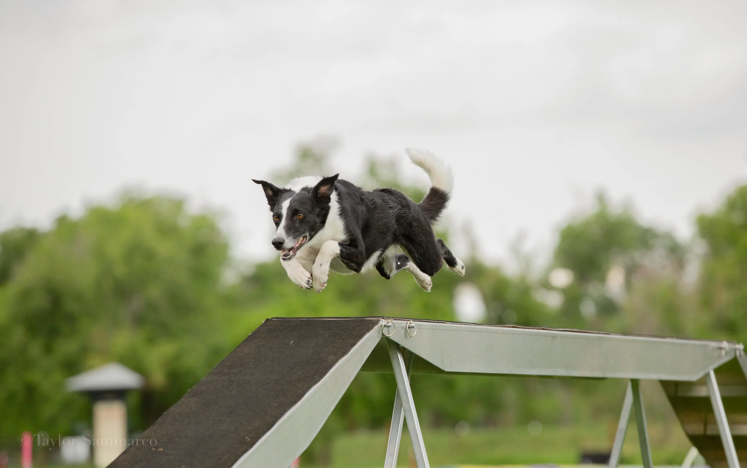 A black and white dog jumping off a ramp or platform outdoors, blurred green trees in the background.